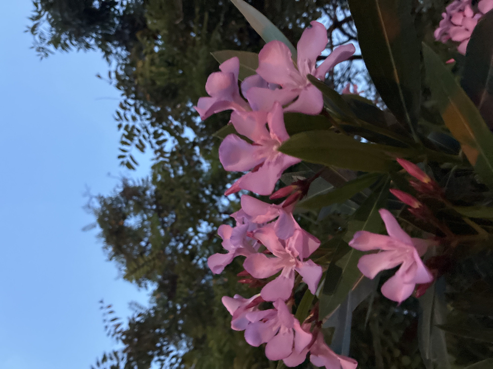In Plovdiv, Bulgaria, this low-angle, close-up shot captures a cluster of bright pink oleander flowers in the foreground against a dusky blue sky. The flowers are in various stages of bloom, with some fully open and others still in bud. Their delicate petals and slender stamens are clearly visible. Behind the flowers, the dark green foliage of trees creates a blurred backdrop, suggesting an outdoor setting, possibly a garden or park. The lighting appears to be from a fading daylight or early evening, casting subtle shadows and highlighting the vibrant colors of the blossoms. There are no people or animals visible in the image, and no specific landmarks of Plovdiv are discernible.