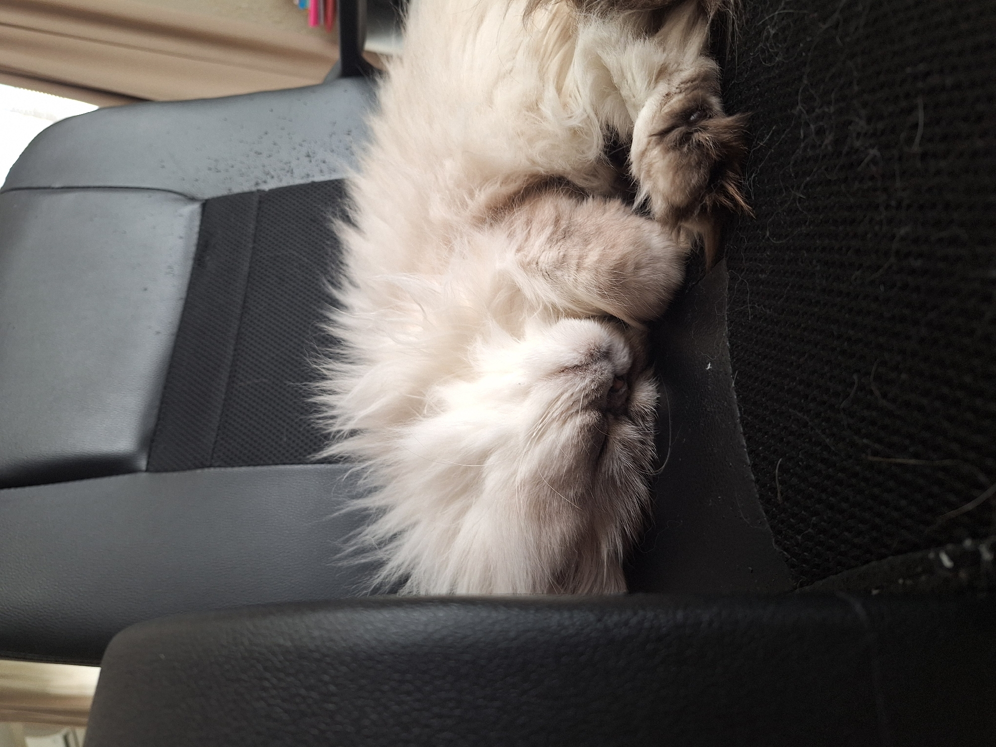 A medium shot depicts a long-haired, white and grey cat curled up asleep on a black office chair. The chair has a grey armrest in the foreground and a black mesh backing in the background. The lighting suggests an indoor environment. The location is not discernible from the image.