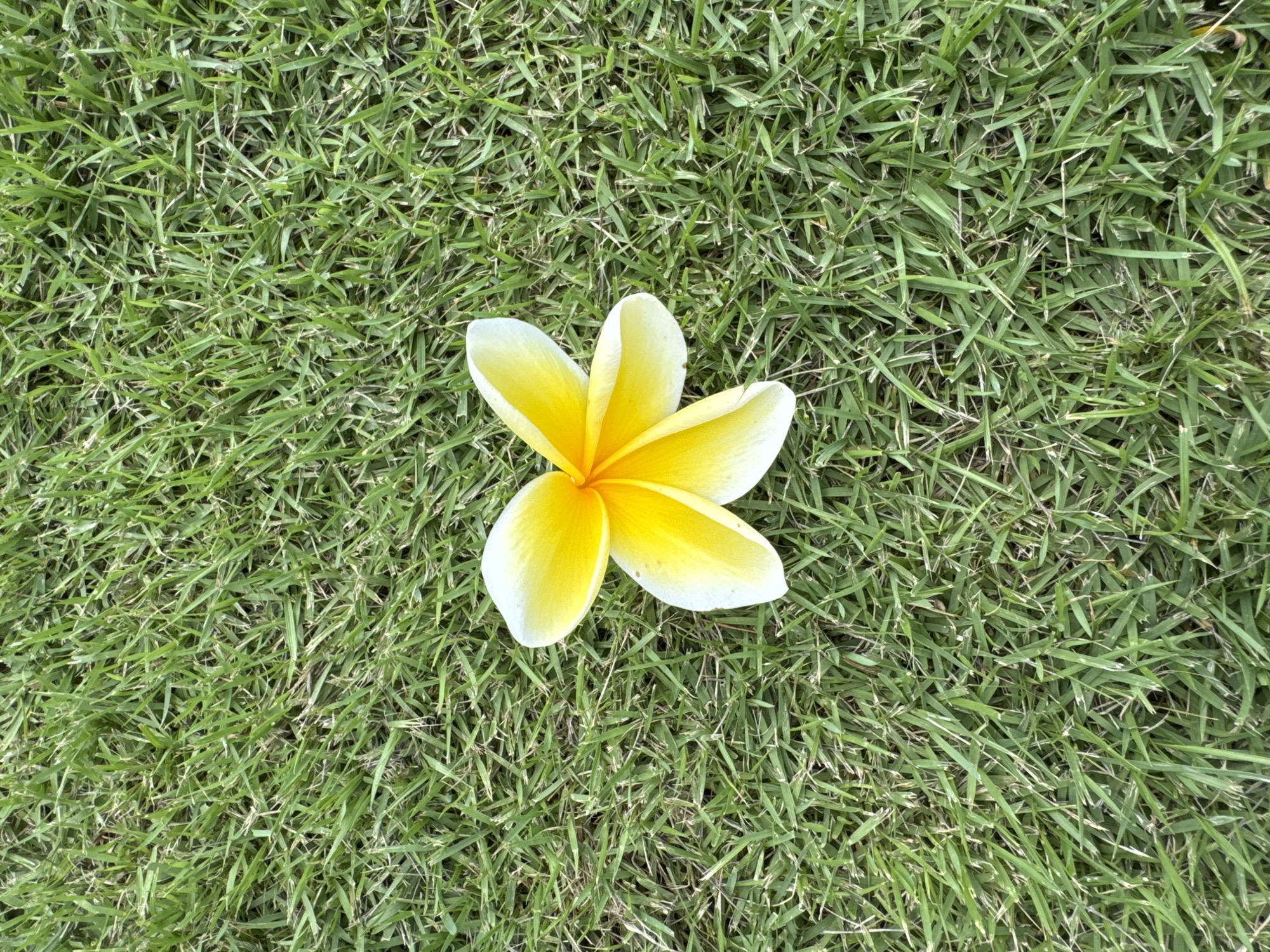 This image provides a top-down view of a single frangipani (Plumeria) flower resting on a bed of vibrant green grass. The flower features five distinctly shaped petals, exhibiting a gradient of color from a bright yellow at its center, gradually fading to a creamy white at the tips. The petals appear smooth and slightly waxy.
The background is dominated by a dense, textured expanse of short, green grass blades, interwoven with some lighter, possibly dry or sun-bleached, blades, indicating a natural outdoor lawn or garden setting. The lighting is bright and even, suggesting a clear, sunny day, with no harsh shadows visible.
No people or activities are depicted; the scene is static and peaceful, focusing solely on the natural elements. The presence of the frangipani flower aligns with the provided location context of Kuta Selatan, Indonesia, where such tropical flora is common. There is no visible text within the image.