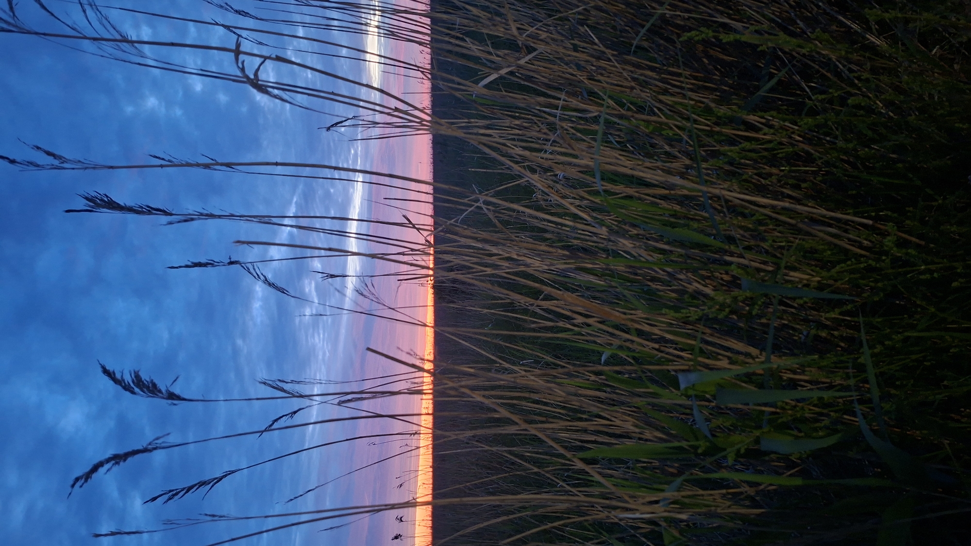 The image depicts a field of tall, dry grass in the foreground, silhouetted against a twilight sky. The sky displays a gradient of colors, from deep blue at the top to hues of pink and orange near the horizon, indicating either sunrise or sunset. Wispy clouds are scattered across the sky. The field stretches into the distance, appearing flat and featureless beneath the vibrant sky. No people, animals, or man-made structures are visible. The scene evokes a sense of natural beauty and tranquility. The location is not specified within the image.