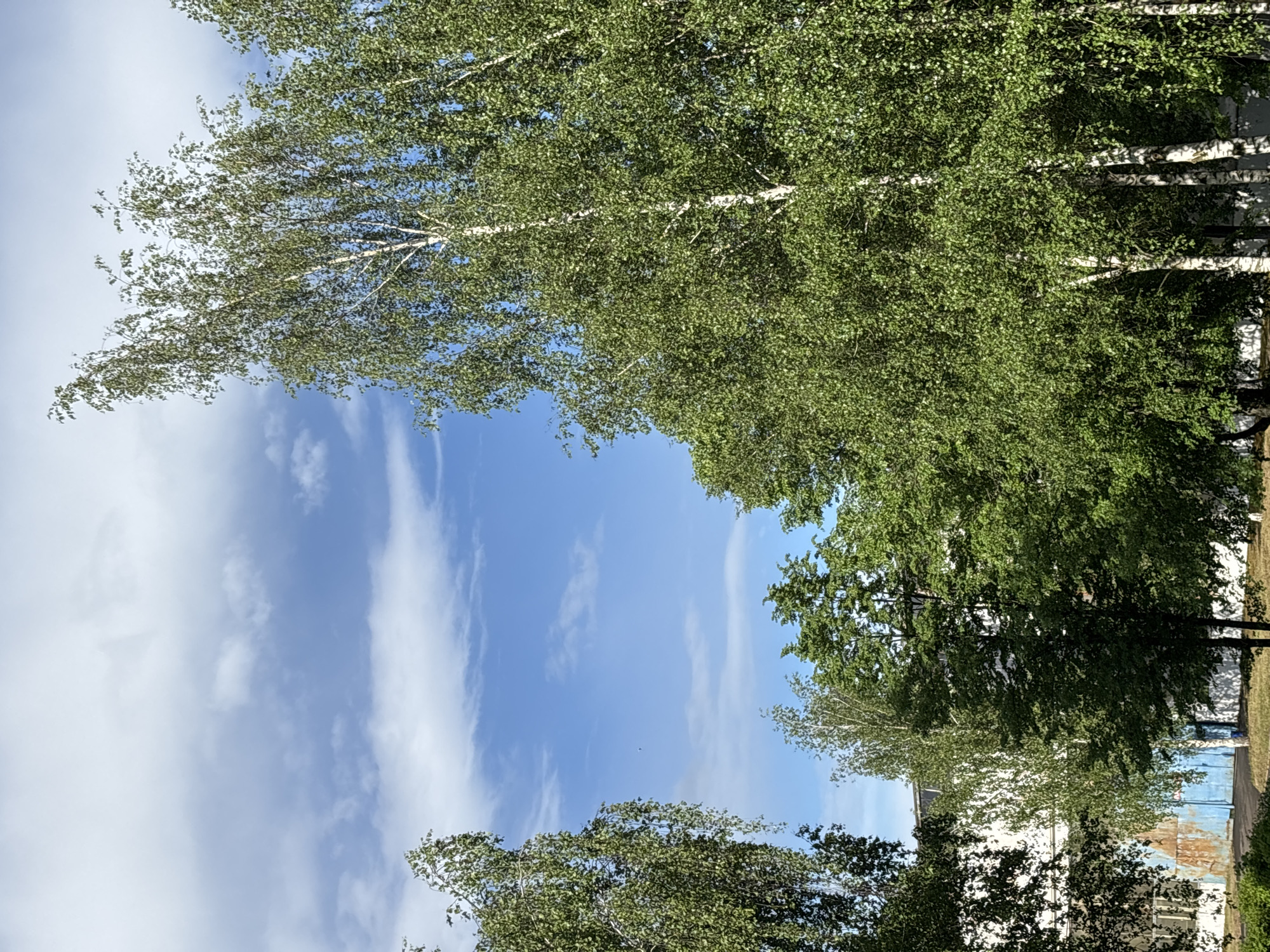 The image shows a view of the sky framed by trees, likely in Rusanovo, Russia. The sky is blue with streaks of white clouds. The trees are primarily deciduous, with green leaves and some identifiable as birch trees due to their white bark. The perspective is looking upwards into the canopy. In the background, a structure is visible, possibly a building or fence. There are no people visible.