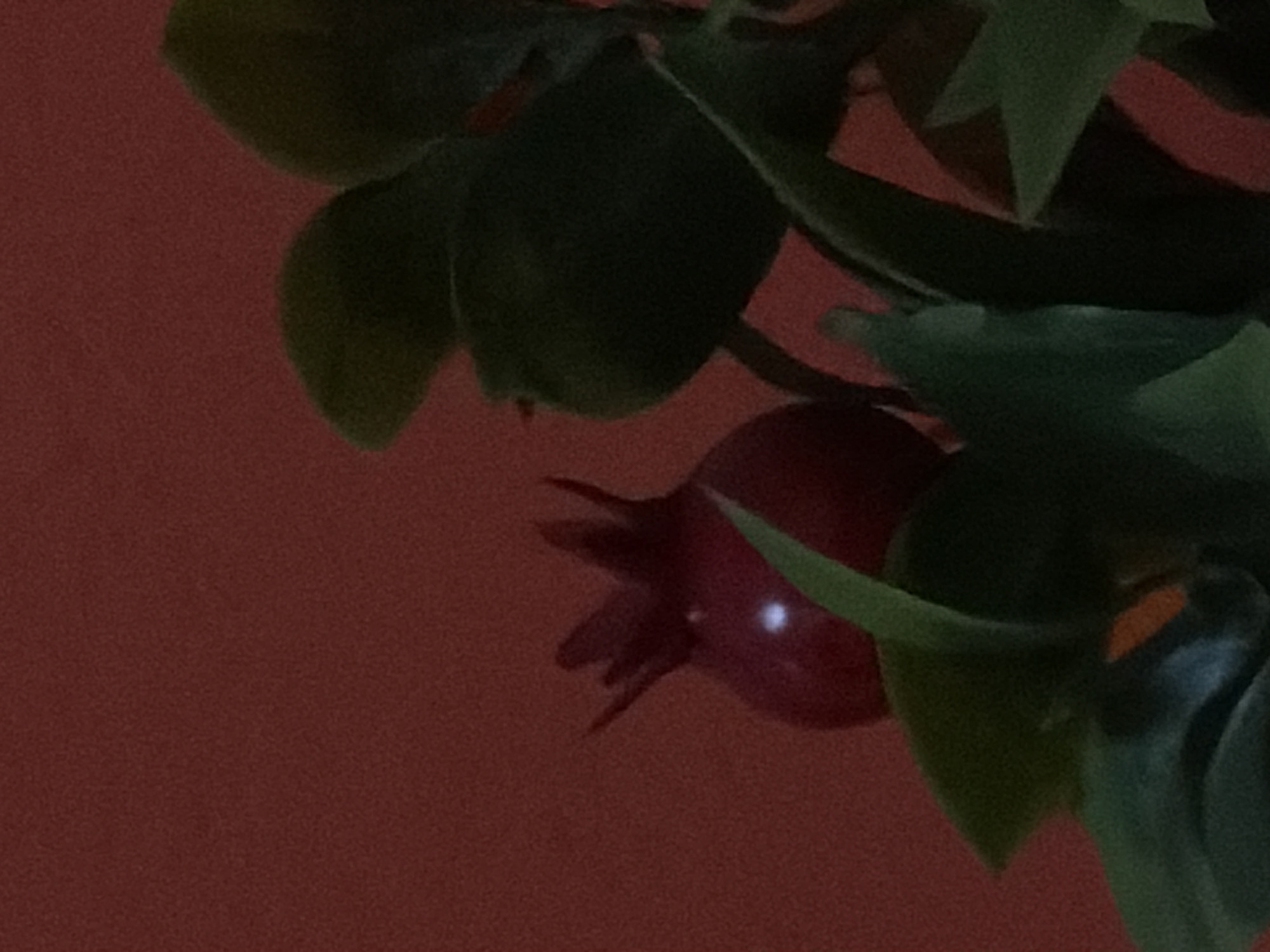 This is a close-up, slightly blurry, indoor photograph of a pomegranate fruit and some green leaves against a reddish-brown, textured background. The pomegranate is a deep red color with a bulbous shape and has a crown-like structure at its top, which appears to be a stylized or artificial representation. A bright white reflection is visible on the surface of the pomegranate. The leaves are a dark green and are out of focus, suggesting they are part of a plant or artificial arrangement. There is no discernible indication of the city of Ashkelon, Israel, or any elements that would place the image within a specific geographic location. The scene is static and does not depict any action or interaction.