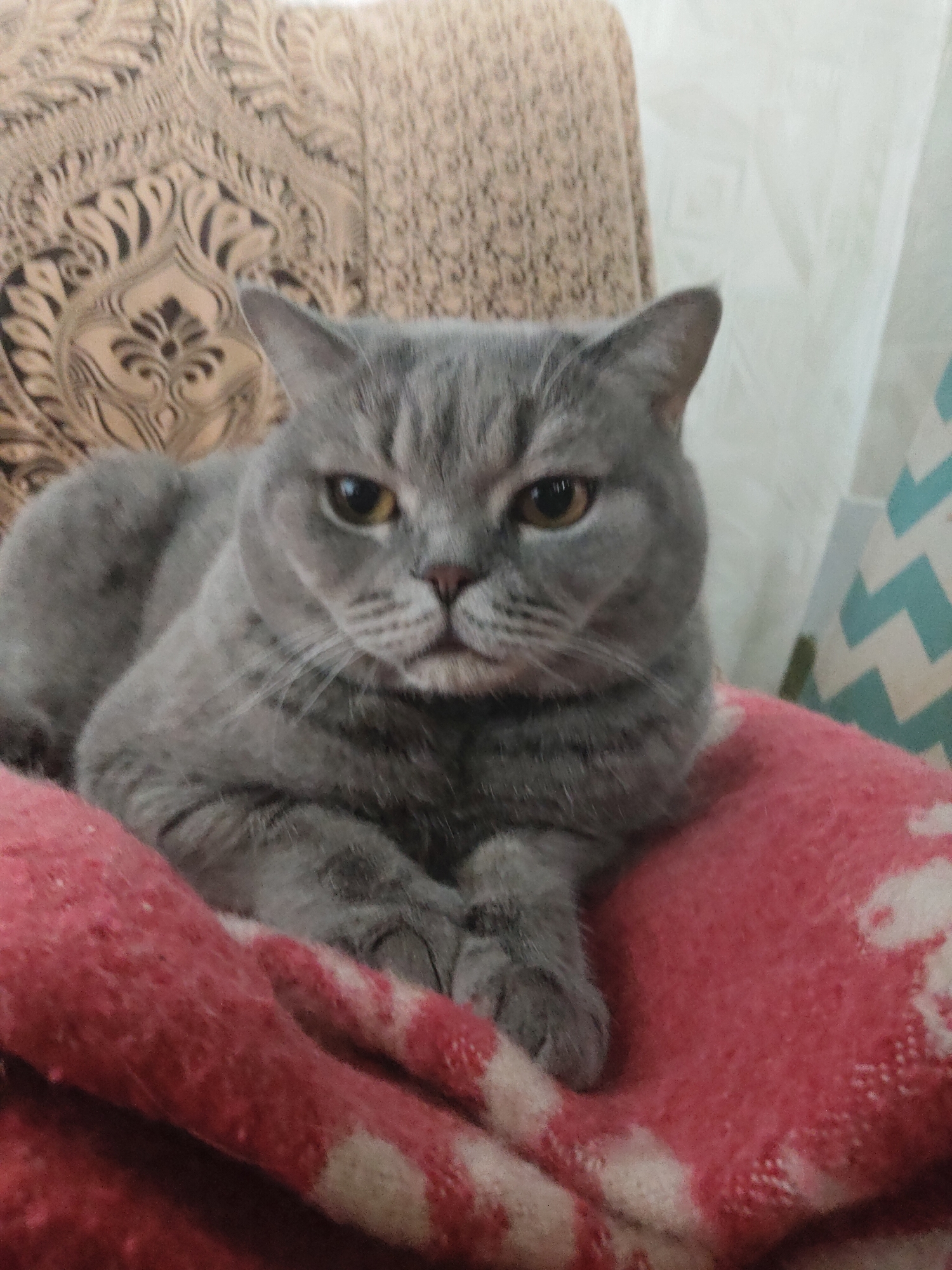 A grey domestic cat, likely a British Shorthair, is the central subject of the image. The cat has dense, short grey fur with subtle darker tabby markings, particularly visible around its head and legs. Its face is round with prominent whiskers, and its eyes are a striking amber or golden-brown color, looking directly towards the viewer with a calm, discerning expression.
The cat is resting comfortably on a soft, textured blanket that is predominantly red or deep pink, with white, slightly faded striped or patterned sections. Its front paws are neatly crossed. In the background, behind the cat to the left, is an upholstered piece of furniture, possibly an armchair or sofa, covered in a light brown or beige fabric with a dark, intricate, swirling pattern. To the right of the cat, a light-colored curtain or fabric with a subtle, light blue and white zigzag pattern is visible.
The scene takes place indoors, suggesting a domestic setting such as a living room or bedroom. The lighting is soft and ambient, indicating an indoor environment, and there are no specific cues for the time of day or weather. No human subjects or visible text are present in the image. The overall mood is one of quietude and domestic comfort.