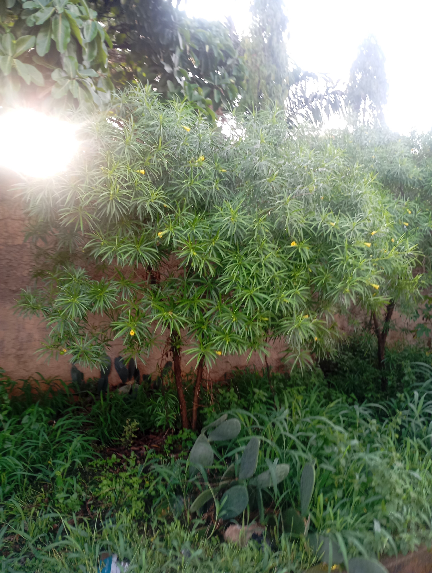 In Jos, Nigeria, a medium shot captures a lush green environment bathed in bright sunlight. The foreground is dominated by dense, tall grass, interspersed with several prickly pear cacti with their flat, paddle-like leaves. Behind the cacti, a cluster of slender trees with needle-like leaves and small yellow flowers stands out. These trees are backed by a rough, textured wall, possibly made of concrete or stucco. In the upper part of the image, the bright sun creates a lens flare, and large, leafy branches of another tree are visible. The overall impression is a vibrant, natural scene within an urban setting.