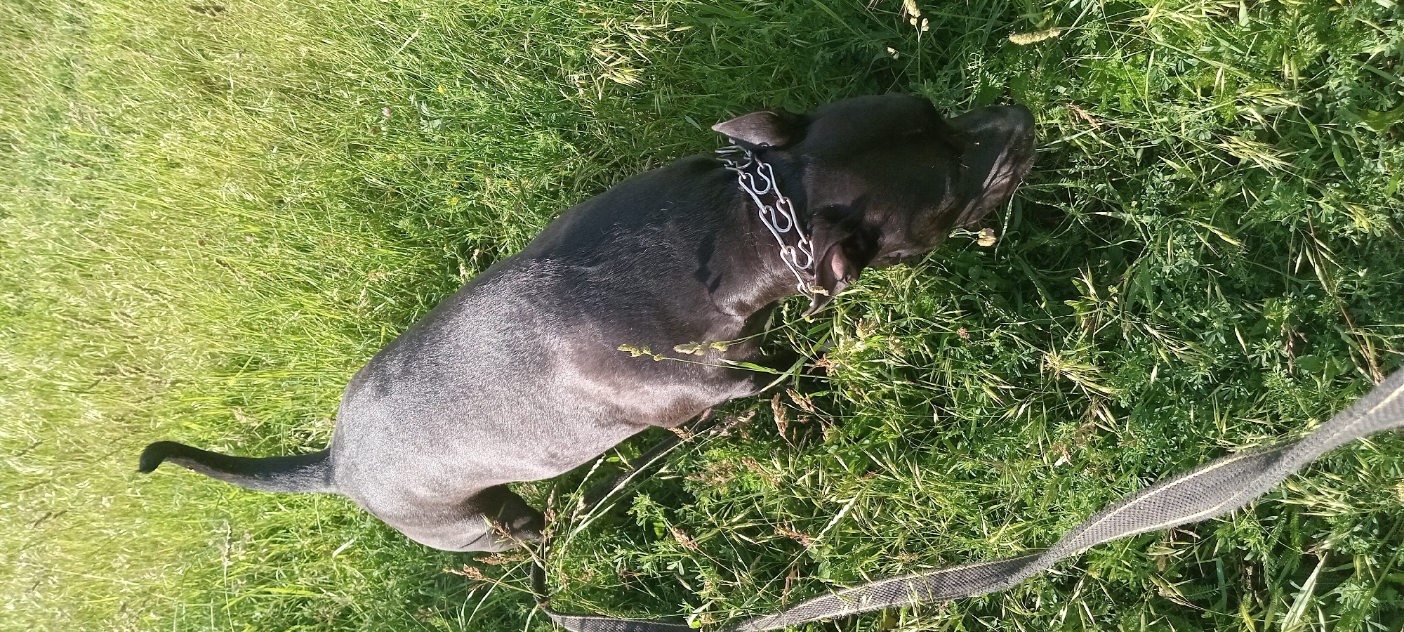 An adult, dark-colored dog with a metal chain collar is pictured from a high angle, standing in a grassy area. The dog is facing down, appearing to sniff the ground. A black leash with a textured pattern is visible diagonally across the lower left portion of the image. The environment consists of dense green grass and some taller, dry grass stalks. The lighting suggests it is daytime. The location is identified as Koviahy, Ukraine.
