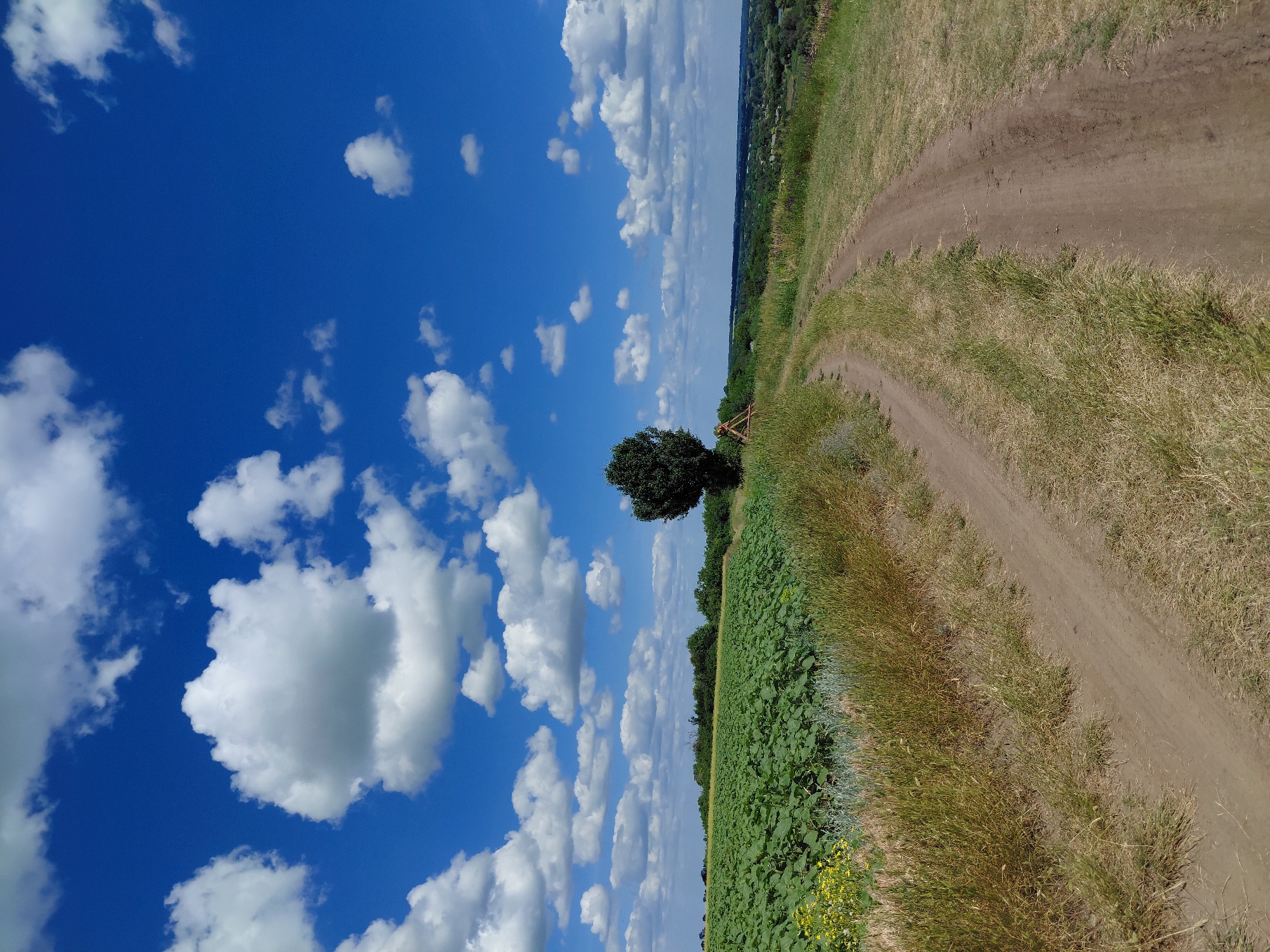 This is a wide-angle, eye-level, outdoor photograph taken on a sunny day in Ustyvytsia, Ukraine. The scene features a dirt road curving from the foreground into the middle distance. The road is bordered by dry, tan grass on the right and a field of green crops, possibly sunflowers, on the left. In the middle ground, a solitary dark green tree stands near the road, accompanied by a small wooden structure. The background reveals a hazy, green landscape with scattered trees and hints of distant buildings. The sky above is a vibrant blue, populated by numerous fluffy white cumulus clouds.