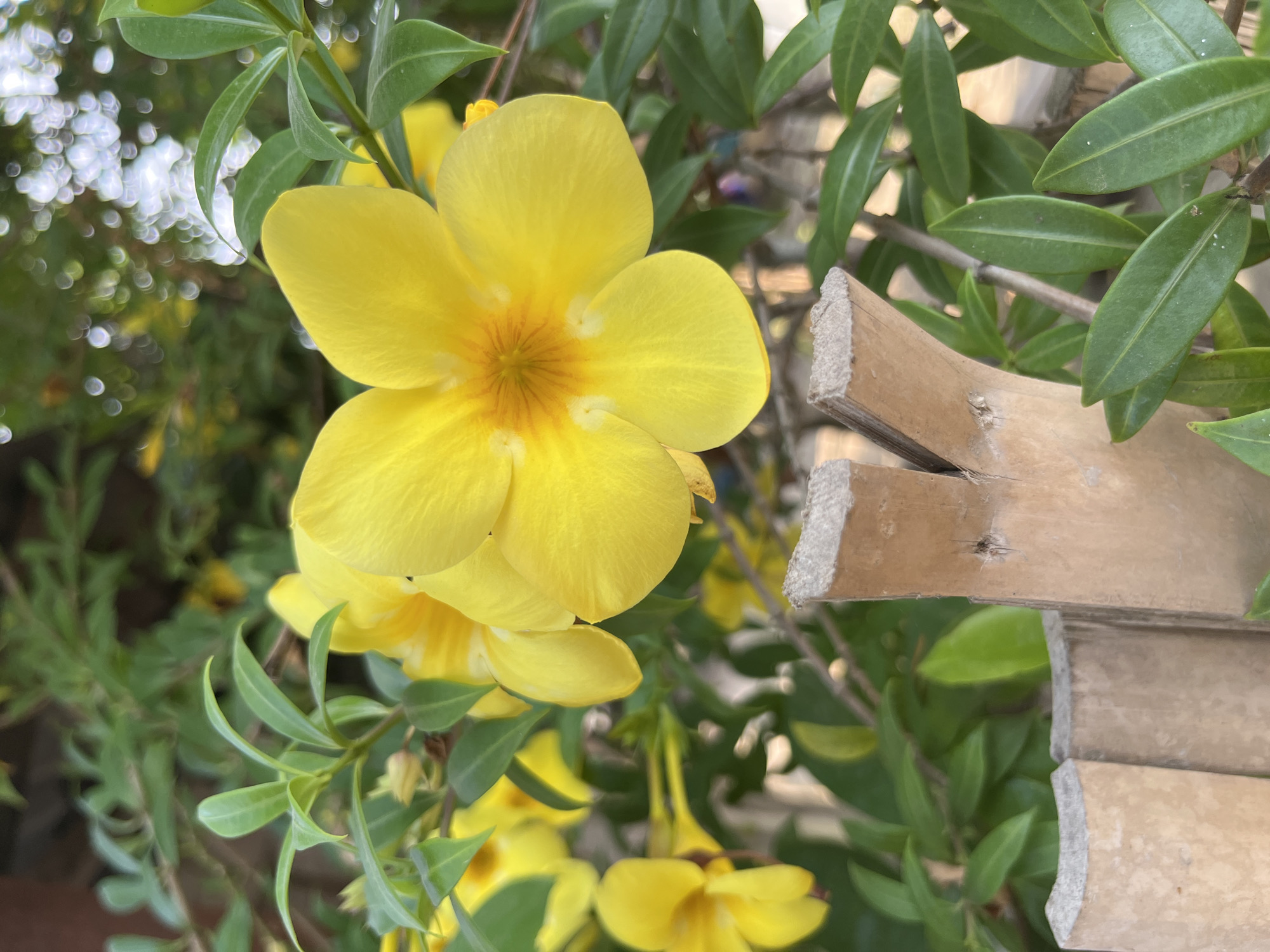 In Kruengmate, Indonesia, a close-up shot captures a vibrant yellow Allamanda flower in full bloom, its petals unfurling towards the viewer. The flower's center exhibits a gradient of orange and yellow hues. Behind it, lush green foliage and other yellow Allamanda flowers create a soft, blurred background. In the foreground, two pieces of split bamboo, weathered and light brown, stand vertically, adding a rustic element to the scene. The bamboo pieces have rough, cut edges. The overall lighting suggests it is daytime, with soft sunlight illuminating the scene.
