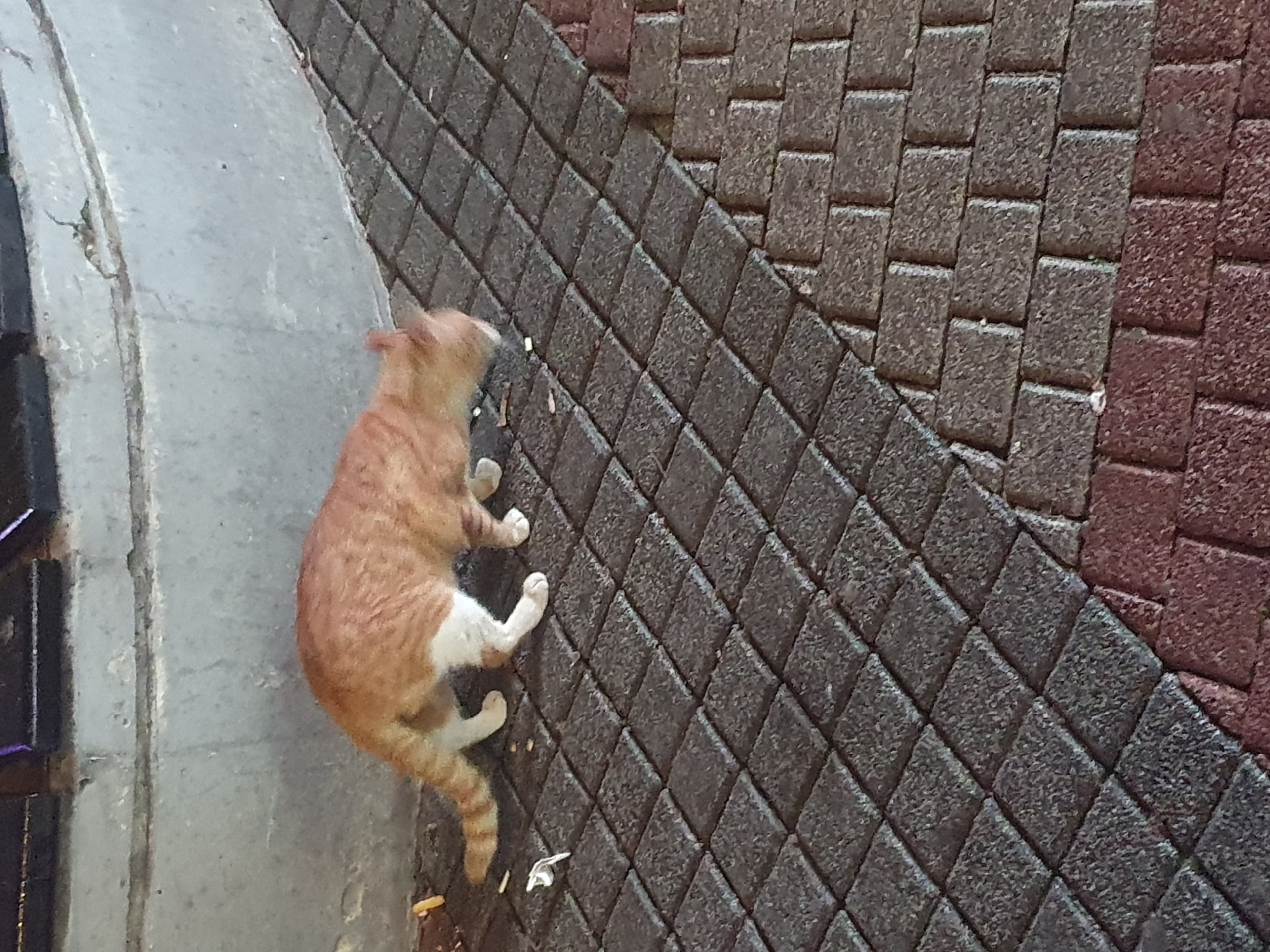 A ginger and white cat is lying on its side on a paved surface, seemingly in a city setting. The paving consists of gray and maroon-colored bricks laid in two distinct patterns - one set forming rows and the other diagonally, intersecting. The cat is located partially on the grey paving and partially on the grey wall. The city could be Plovdiv, Bulgaria.