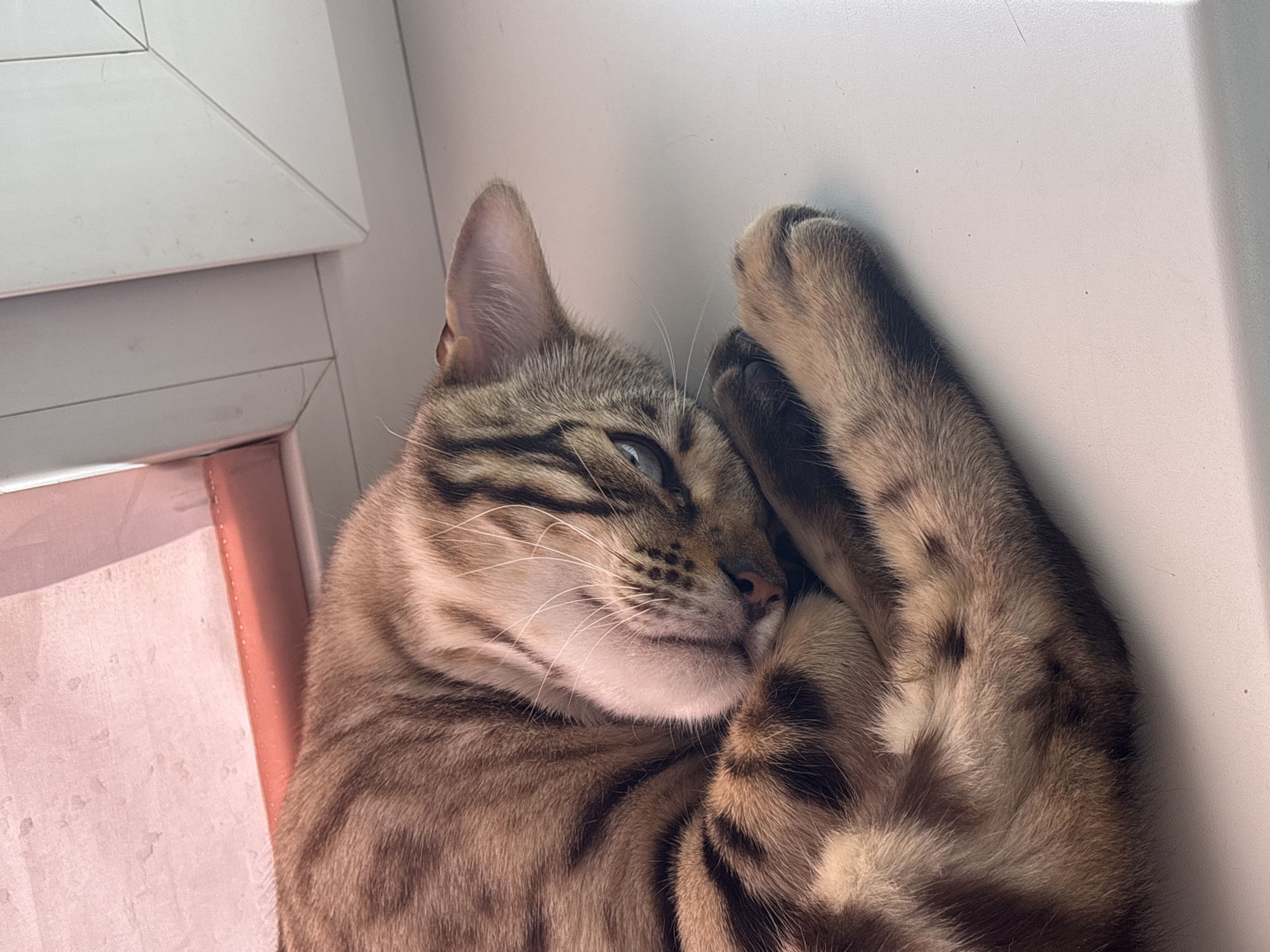 A close-up shot captures a tabby cat curled up and sleeping on a white windowsill. The cat's fur exhibits a pattern of brown and black stripes against a lighter tan background. Its eyes are closed, and its head is tucked into its body, with one paw resting gently on its chest. The windowsill is clean and made of a smooth, white material. In the background, a pinkish-red material, possibly a curtain or blind, is visible at the top left, and a white window frame is present to the right. The overall scene suggests a peaceful, indoor environment. The location in Noviy, Russia, is not discernible from the image itself.