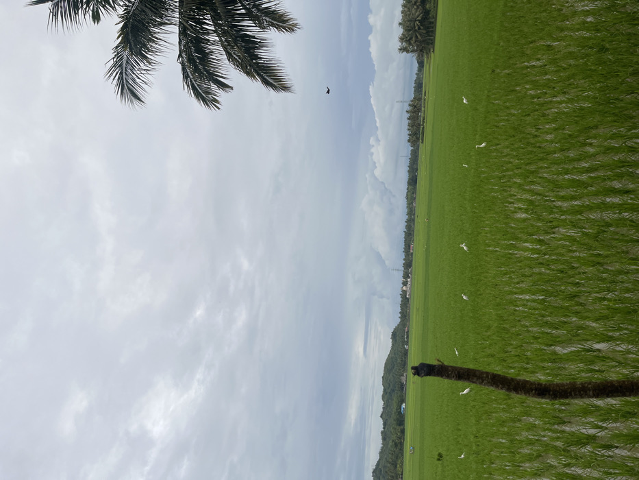 A landscape view features a lush green field, likely a rice paddy, dotted with numerous small white birds. A section of a dark, bare palm tree trunk is visible in the foreground. In the upper left, the fronds of a palm tree are prominent against a cloudy sky. The sky transitions from a brighter area in the distance to darker, overcast conditions above the field. A line of trees and buildings separates the sky and field.