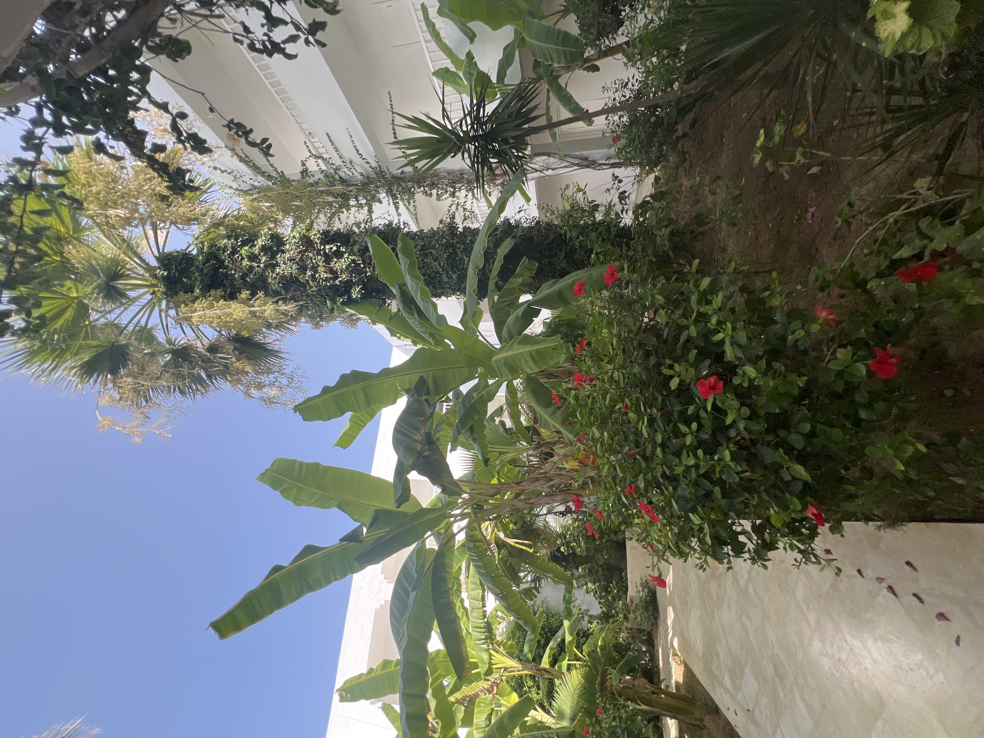 A sunny, bright, outdoor courtyard in Hiboun, Tunisia, features lush tropical vegetation surrounding a white building. Banana trees with large, green leaves dominate the foreground and midground, interspersed with flowering bushes displaying vibrant red hibiscus blooms. A tall palm tree, partially covered in ivy, stands prominently to the right of the banana trees. A light-colored tiled pathway curves through the scene, with scattered red flower petals on its surface. The white building, with multiple balconies and visible railings, forms the backdrop. The sky is a clear, bright blue. There are no people or animals visible in the image.