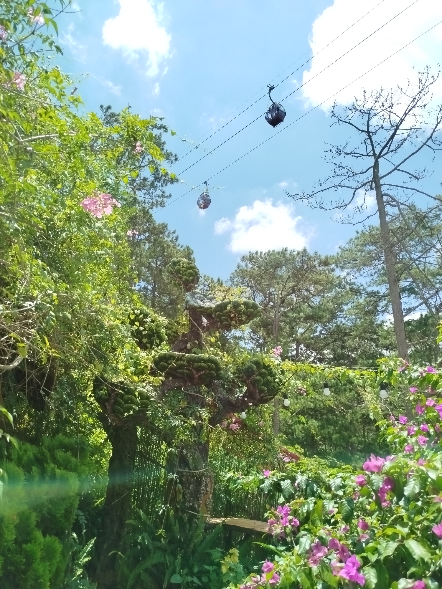 The image depicts a lush, green landscape with a cable car system overhead, set against a bright blue sky with scattered white clouds. In the foreground, vibrant pink bougainvillea flowers and various types of green foliage dominate the scene, including manicured trees that resemble bonsai. In the mid-ground, a large, gnarled tree stands, also adorned with greenery. Further back, tall pine trees populate the landscape. Two cable car gondolas are visible, suspended on wires, indicating the presence of a cable car route. One gondola is closer to the left, and another is further to the right. The scene appears to be a park or garden setting, possibly a tourist attraction in Da Lat, Vietnam, known for its cool climate and natural beauty. The lighting suggests it is daytime, with the sun casting bright light and some lens flare on the left side of the image. There are no people visible in the frame.