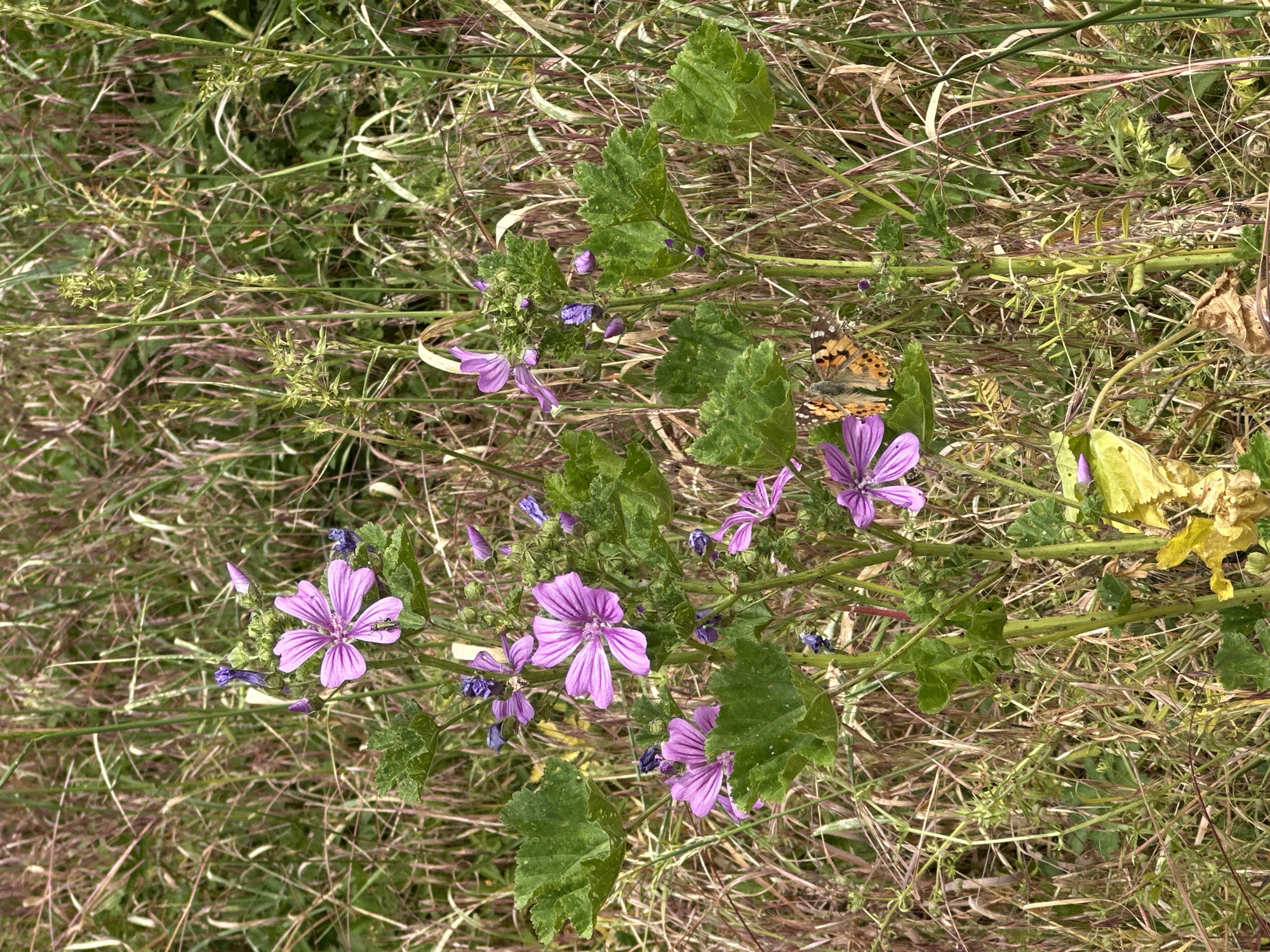 The image shows a patch of ground covered in dry grass and wildflowers. The wildflowers are predominantly purple with five petals. There is a butterfly, primarily orange and brown, resting on one of the flowers. The leaves of the flowering plant are green with a slightly wrinkled texture. The location is likely a wild area in Greater London, United Kingdom.