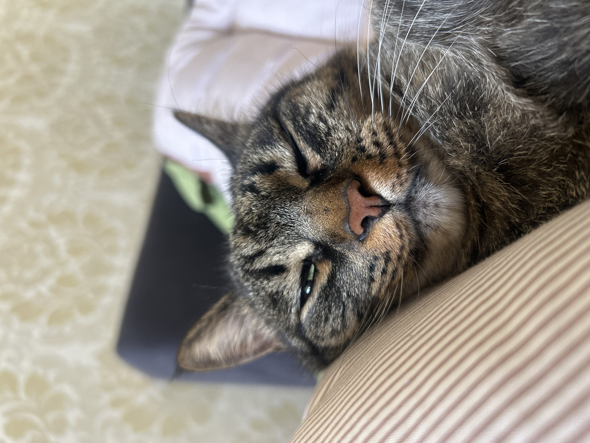 A close-up, eye-level, indoor photograph shows a tabby cat with its eyes mostly closed, resting its head on a striped pillow. The cat's fur is a mix of brown, black, and grey tabby markings. Its nose is pink and appears slightly damp. Long white whiskers fan out from its muzzle. The background is softly blurred, featuring a textured wallpaper and a dark object, possibly furniture, with a white blanket or pillow partially visible. There is no indication of the city of Khyrdalan, Azerbaijan, in the image.