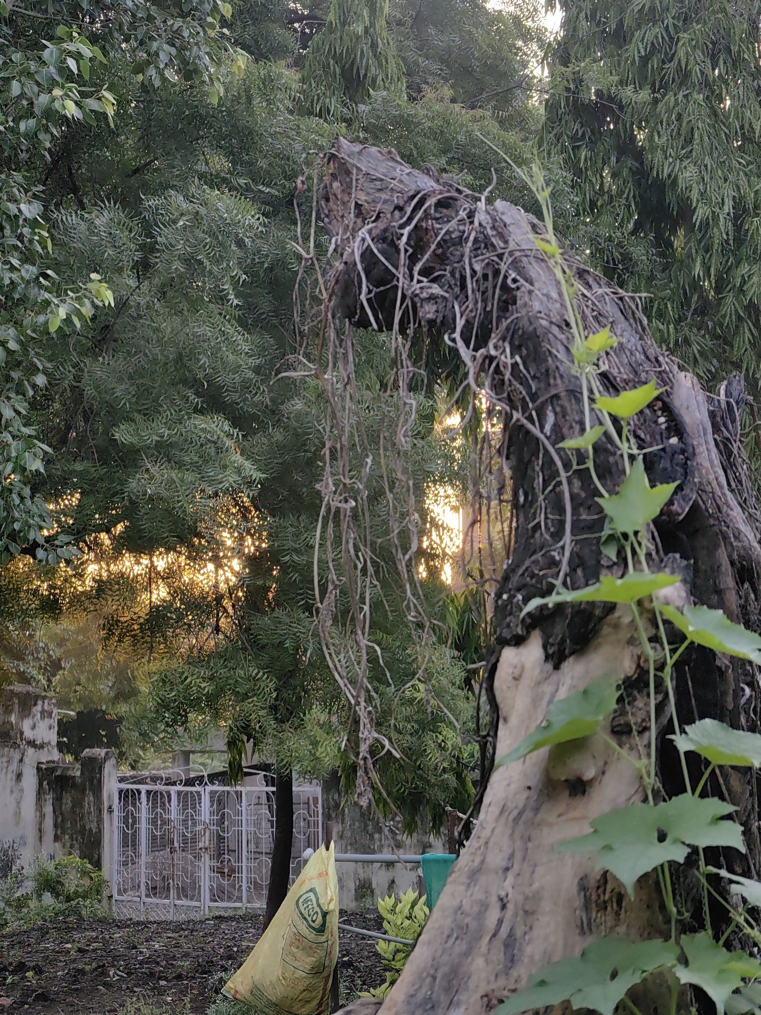 The image depicts a close-up view of a weathered, dead tree trunk in Mhaiswadi, India, with thick, dry vines clinging to its surface. The trunk is predominantly dark and textured, with some lighter, aged wood exposed. A few green leaves sprout from the trunk, indicating recent growth. In the background, dense green foliage from other trees forms a lush canopy, with sunlight filtering through in warm, golden rays, suggesting either dawn or dusk. Partially visible behind the foliage is a white, ornate metal gate, hinting at a property boundary. To the left of the gate, a section of a white-washed wall is visible. In the foreground, a yellow sack, possibly for agricultural use, lies on the ground, which is covered with dark soil and scattered leaves. The overall scene conveys a sense of nature's reclamation and the passage of time.