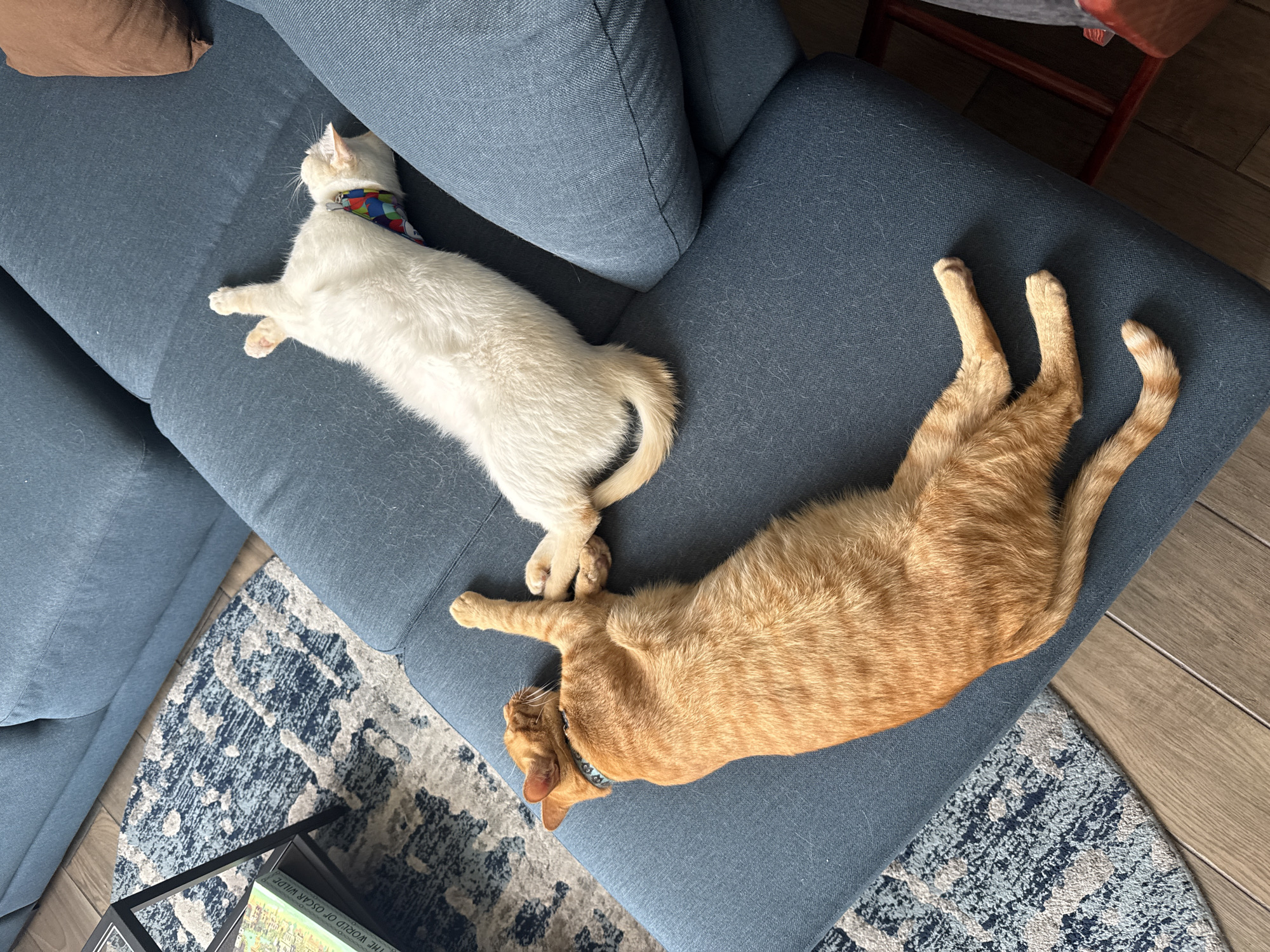 Two cats are lounging on a blue sofa. One is white with a patterned collar, lying near a brown pillow. The other is ginger, stretched out with its legs extended. The sofa sits atop a blue and grey patterned rug. The setting appears to be indoors, possibly a living room, with wooden flooring visible. The location is inferred from the prompt.