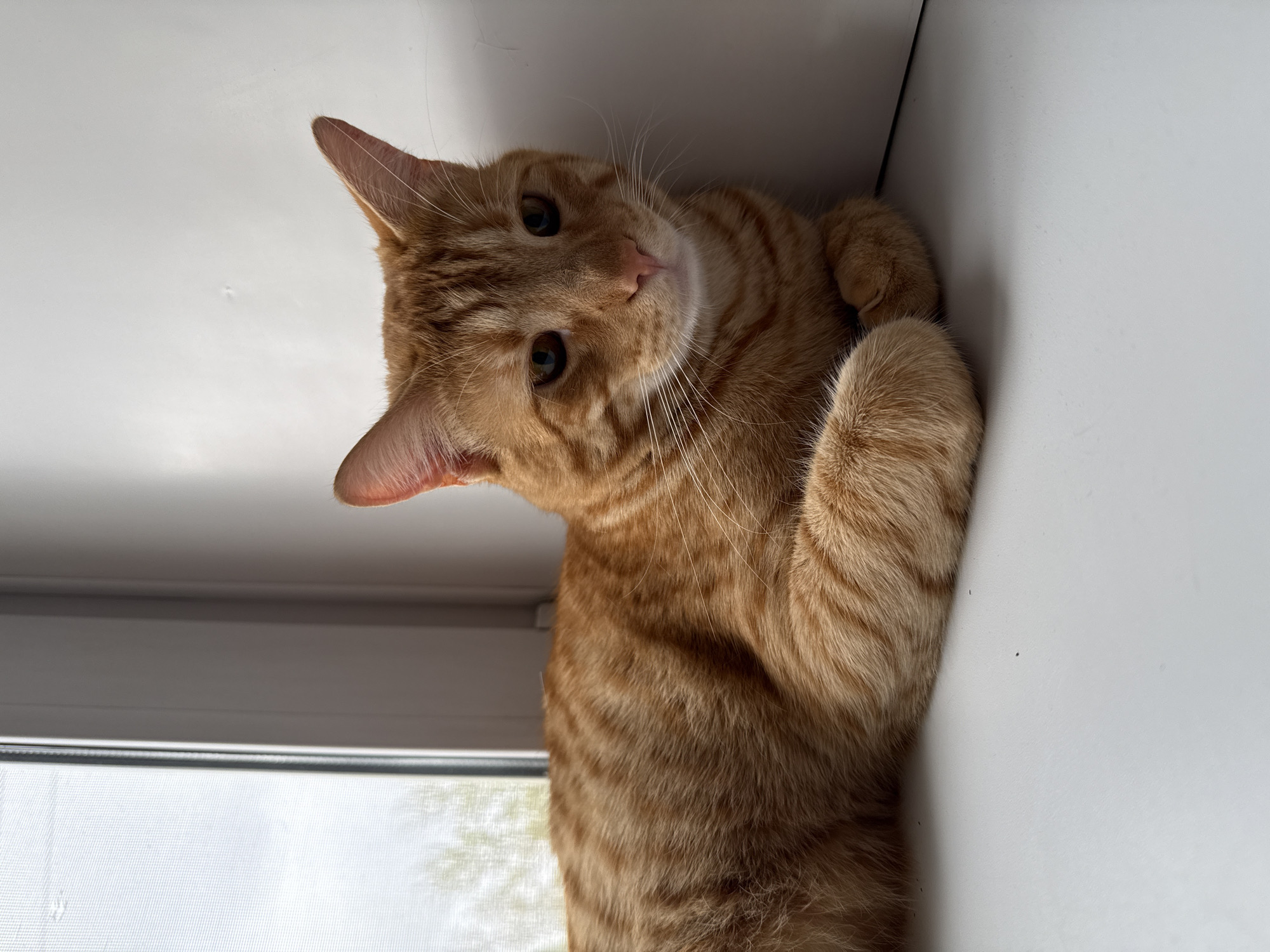 A medium shot depicts an orange tabby cat with amber eyes. The cat is positioned on a white, flat surface against a white wall, and part of a window is visible in the background. The cat's body is oriented vertically, and its head is tilted inquisitively toward the viewer. The cat is in a domestic setting, but it is impossible to pinpoint its exact location in Perm, Russia from the image.