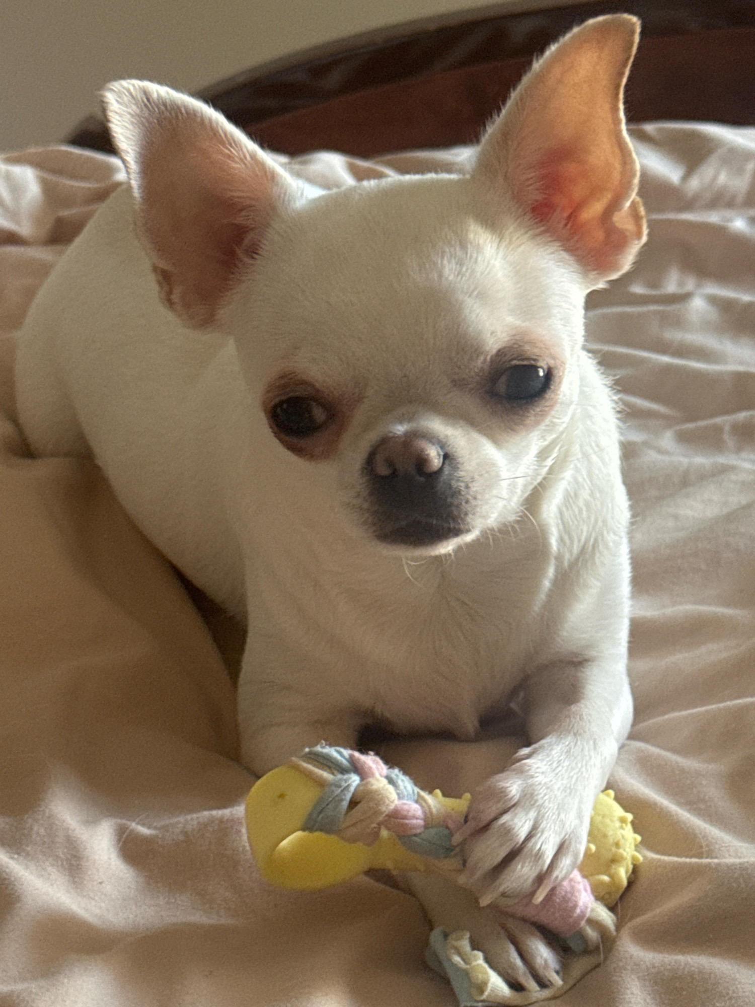 A white chihuahua with large ears is lying on a beige, wrinkled blanket. The dog is looking directly at the camera with dark eyes and a dark nose. Its front paws are resting on a yellow dog toy with pink and blue accents. The background is blurred, showing a hint of a wooden headboard. The scene appears to be indoors, possibly on a bed. There is no discernible location in Novosibirsk, Russia.