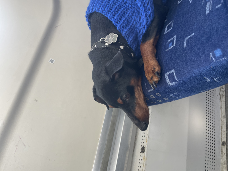 This image captures a black and tan short-haired dog, appearing to be a Miniature Pinscher type, resting on a seat within a vehicle interior. The dog wears a bright blue, ribbed knitted sweater and a black collar with white heart-shaped studs, from which a silver paw-shaped tag, inscribed with "ЧАПА" in Cyrillic, hangs. Its head is lowered and resting on a blue fabric seat patterned with lighter blue geometric shapes. Its eyes are partially closed, suggesting a state of calm or rest. The background features light-colored panels, with horizontal metallic rails visible in the mid-ground above a perforated ventilation panel. A small, square QR code sticker is affixed to the upper light-colored panel. The scene is located in the city of Огонек Снт, Russia.