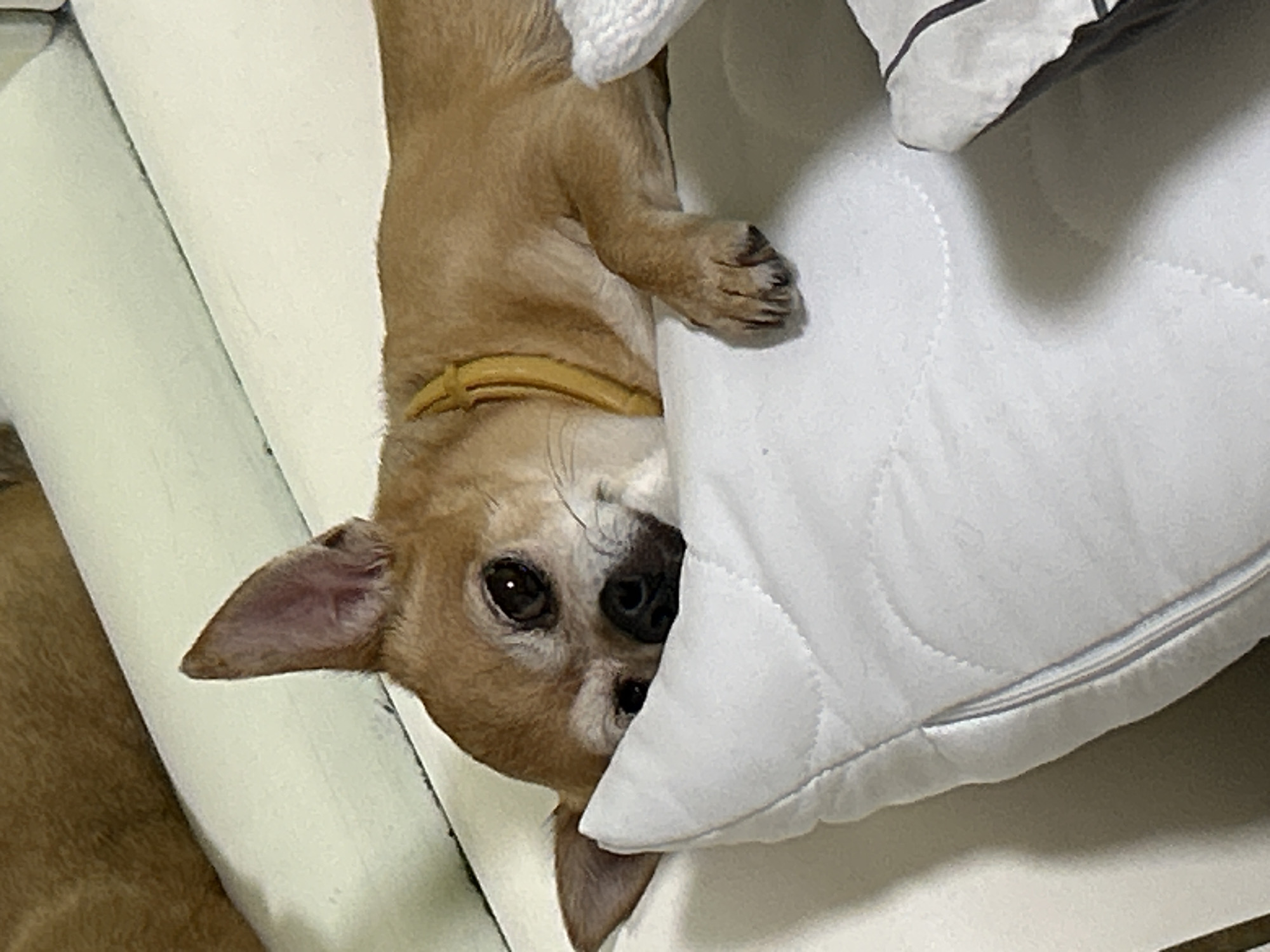 The media file is an image of a light brown Chihuahua dog lying on a bed. The dog is mostly visible, with its head turned towards the camera. It appears to be relaxed, with its eyes open and its ears perked up slightly. The dog is wearing a yellow collar. The bed is covered with white bedding, and a pillow is visible on the right side of the frame. The background is out of focus, but it appears to be an indoor setting. The lighting suggests it is daytime, possibly evening, as there are no strong shadows. The dog's expression is curious and slightly playful, giving a sense of intimacy and comfort. The overall mood of the image is cozy and relaxed, with the dog as the clear focal point. There is no visible text in the image. The location context provided is Sofia, Bulgaria.