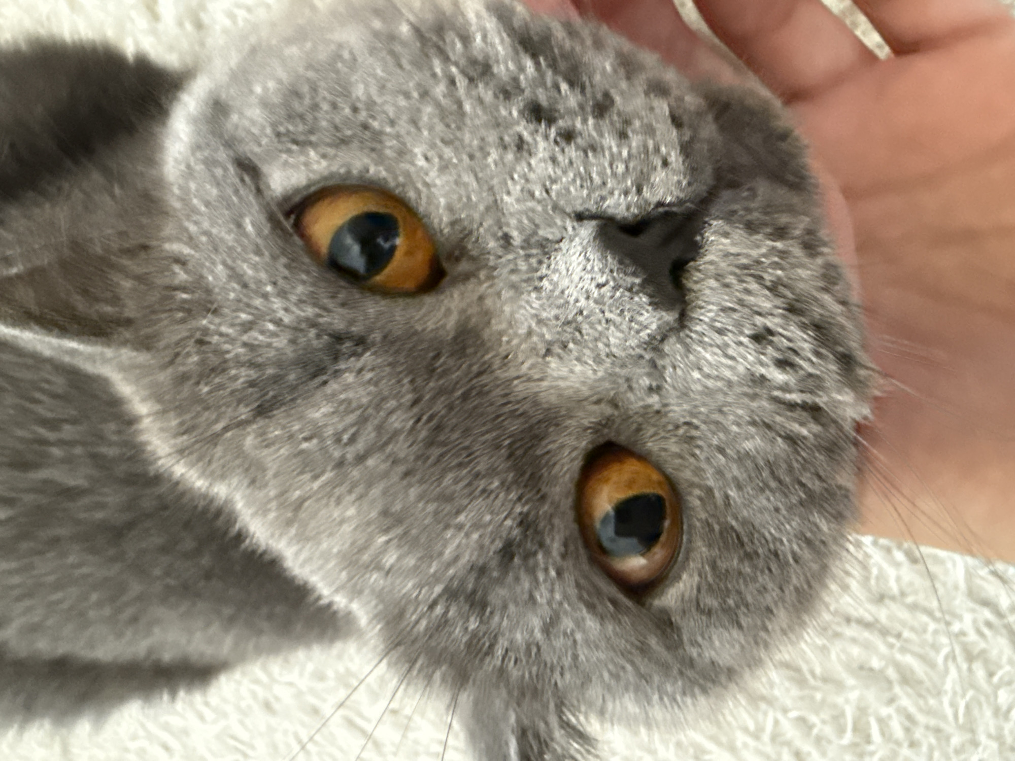 The image shows a close-up, high-angle shot of a British Shorthair cat's face. The cat has grey fur and striking orange eyes. A human hand is visible in the lower right corner, gently touching the cat's cheek. The background is a textured, light-colored surface, likely a rug or blanket. There is no information in the image to suggest a specific location in Plovdiv, Bulgaria.
