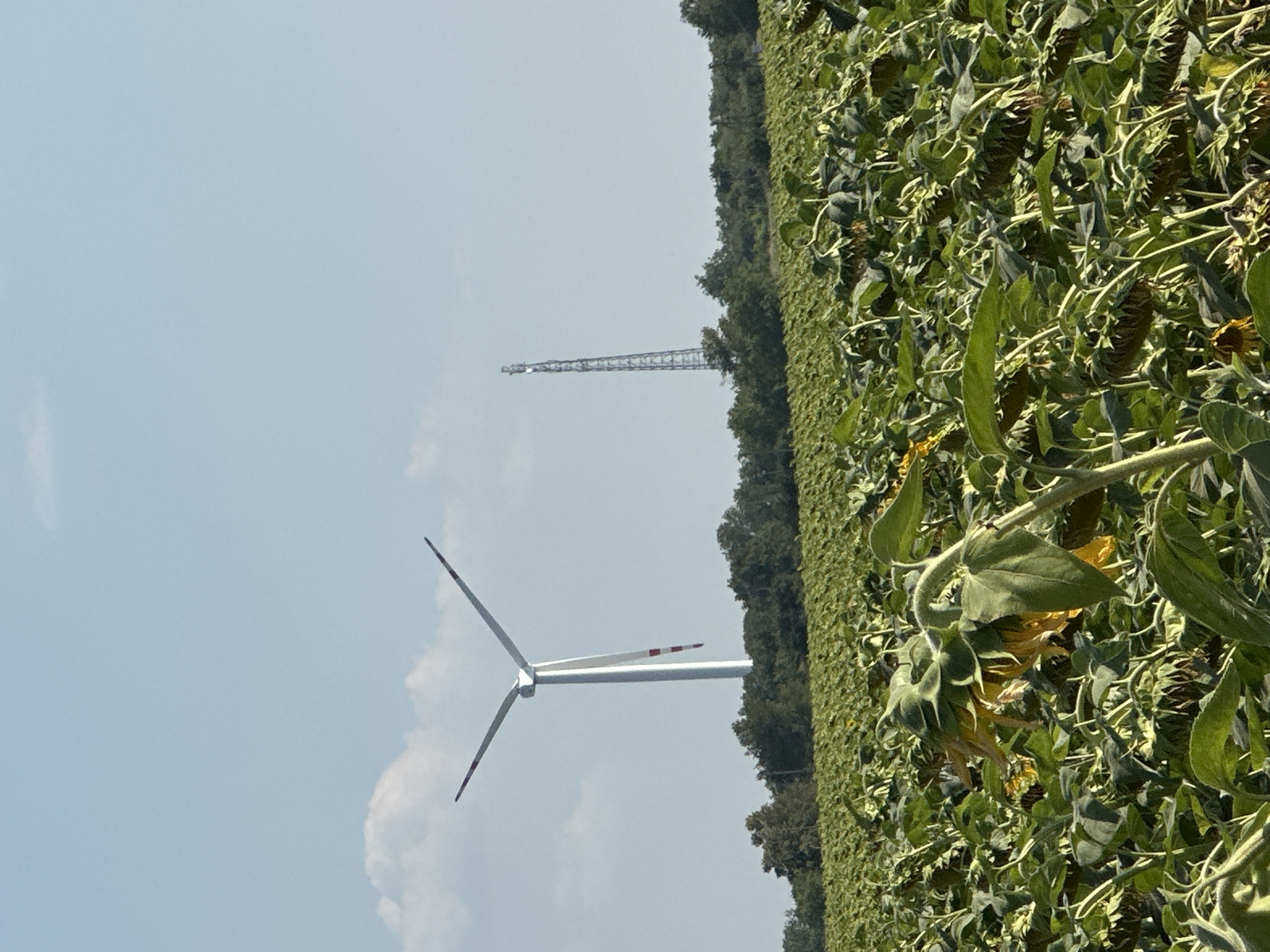 In the city of Korchivka, Ukraine, a sprawling field of sunflowers stretches towards a distant treeline. The sunflowers, many of them with drooping heads, form a dense green and yellow carpet. In the mid-ground, a tall, white wind turbine stands against a clear blue sky with scattered white clouds. Further to the right, a slender, lattice-like telecommunications tower pierces the sky. The overall scene depicts a rural landscape with agricultural activity and renewable energy infrastructure. There are no people or animals visible in the image.