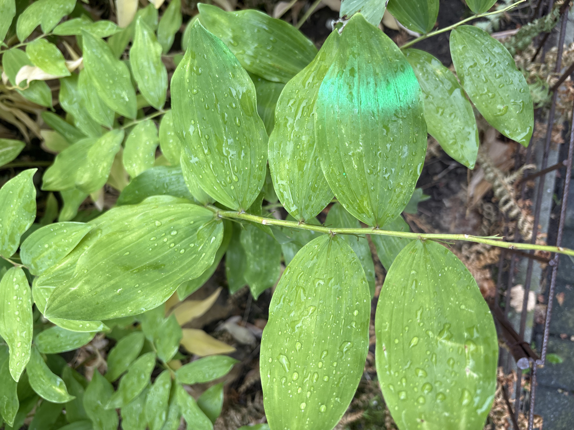 A close-up, eye-level, vertical shot shows a plant with large, elongated, bright green leaves that are speckled with small water droplets, indicating it has recently rained. The leaves are arranged alternately along a thin, vertical stem. Some of the leaves have a slight variegation of lighter green or yellow. On the right side of the frame, one leaf has a vibrant, artificial-looking green stripe painted or drawn across it. The background is blurred and consists of more foliage, some dry leaves, and a dark, out-of-focus ground with what appears to be a dark metal fence in the lower portion of the image. The lighting is even and diffused, suggesting an overcast day. The image appears to have been taken outdoors in a garden or natural setting.