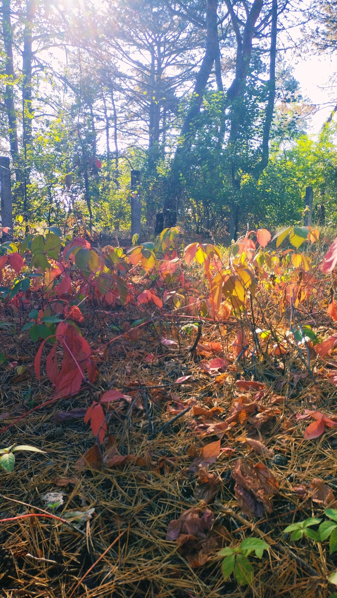 The image depicts a woodland floor covered in pine needles and fallen leaves, with a low-lying plant exhibiting vibrant autumn foliage. The leaves transition from green to red and yellow, bathed in dappled sunlight filtering through the trees. In the background, tall trees with visible branches and foliage create a dense canopy. The scene appears to be a natural outdoor environment.