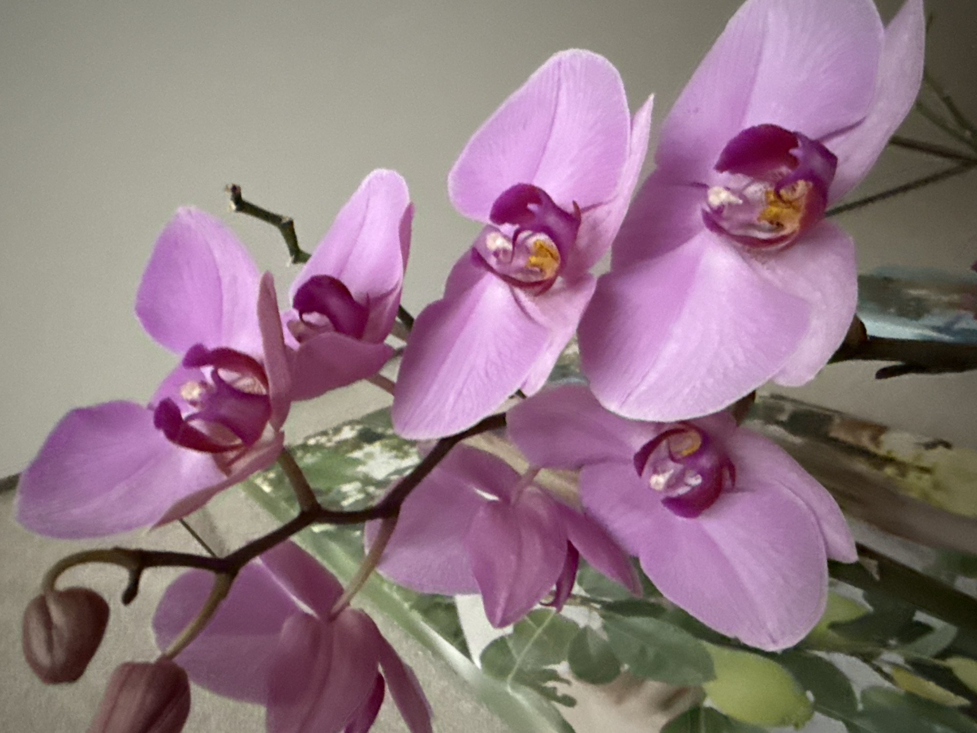 The image shows a cluster of pink orchids in bloom. The flowers are arranged on a dark brown stem, with several buds yet to open visible at the bottom left. The background is a neutral gray color. There's a hint of greenery visible behind the flowers, suggesting foliage from the plant or surrounding environment. The scene is indoors.