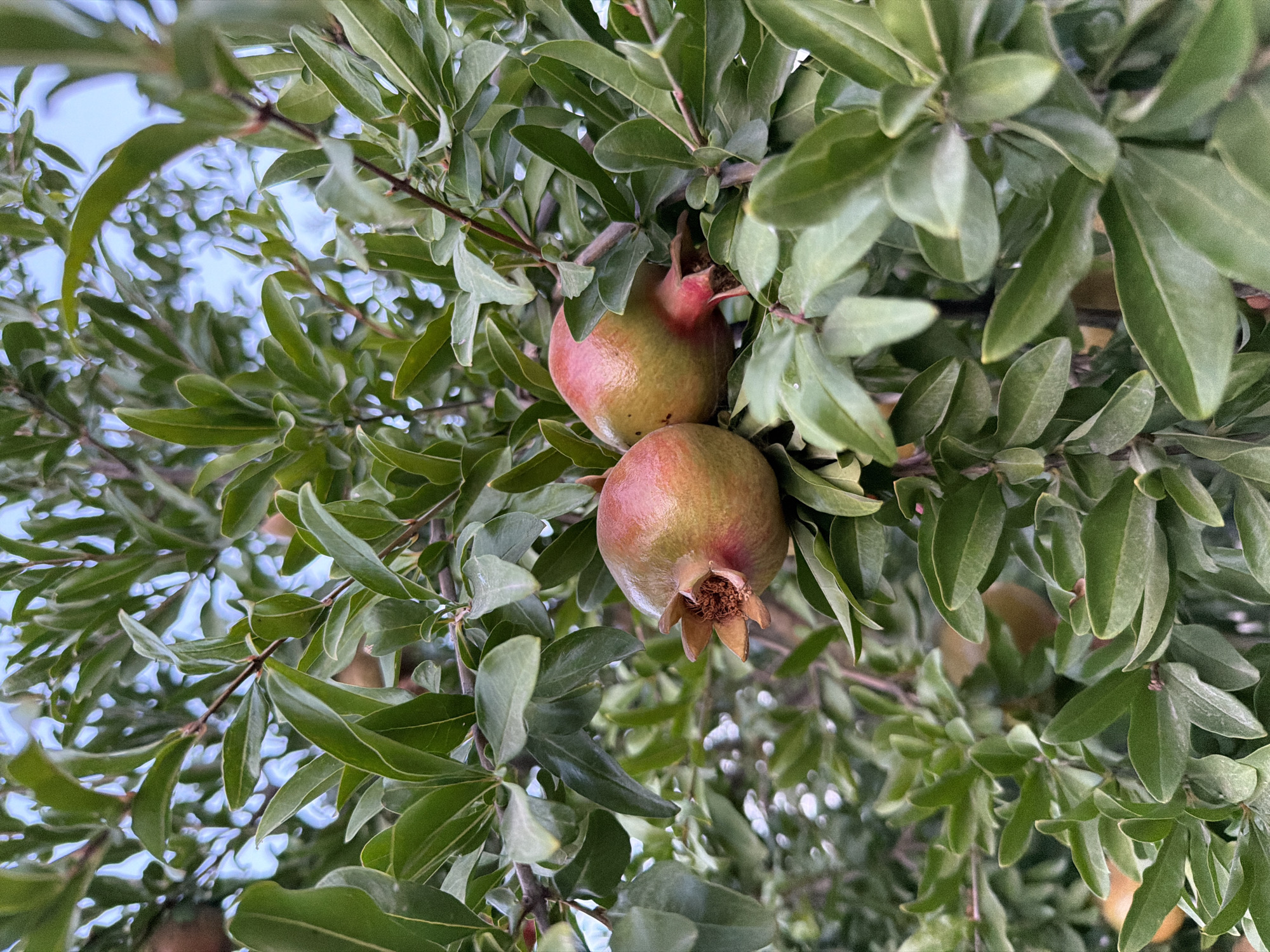 This is a close-up, eye-level, medium outdoor shot of a pomegranate tree with two developing pomegranates. The pomegranates are a light green with hints of red and are clustered among lush green leaves. The background shows more of the tree and a bright, hazy sky. The image was taken in the city of Sabirabad, Azerbaijan.