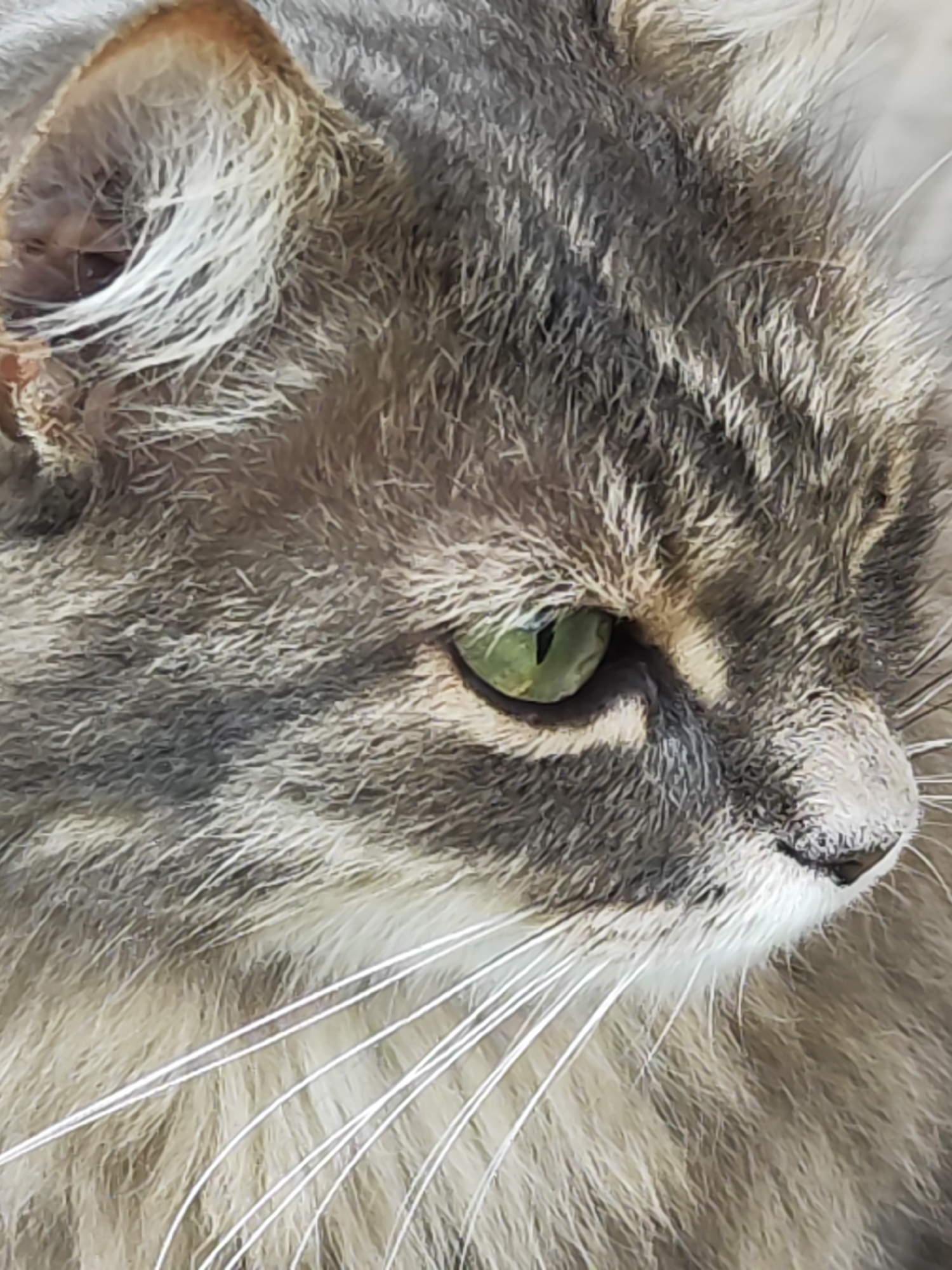 The image is a close-up of a long-haired cat's face, specifically its head. The cat has gray and white fur with green eyes. The cat's face is in profile, with its nose pointing to the right side of the frame. The cat has long, white whiskers. The cat is not moving. There is no other information about where the image was taken.