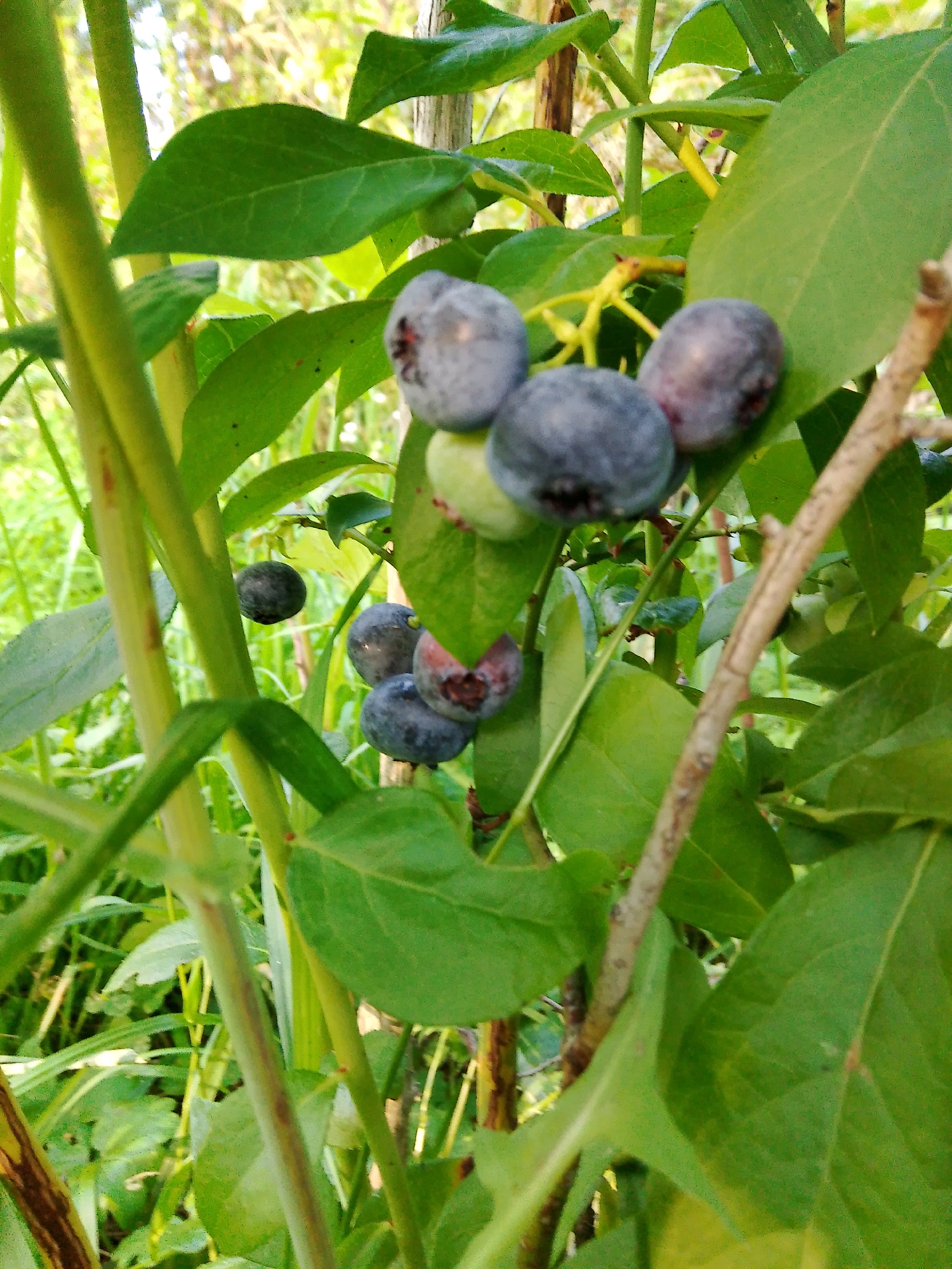 The image displays a close-up view of a blueberry bush with ripe blueberries and green leaves. The berries are clustered together, appearing dark blue to purple with some lighter green ones mixed in. The leaves are a vibrant green, some with reddish-brown spots. The branches of the bush are visible, with a rough, woody texture. The background is blurred, suggesting a natural outdoor environment with sunlight filtering through. The scene is likely a garden or natural area within the city of Kovrov, Russia, given the provided context. No people or specific actions are depicted.