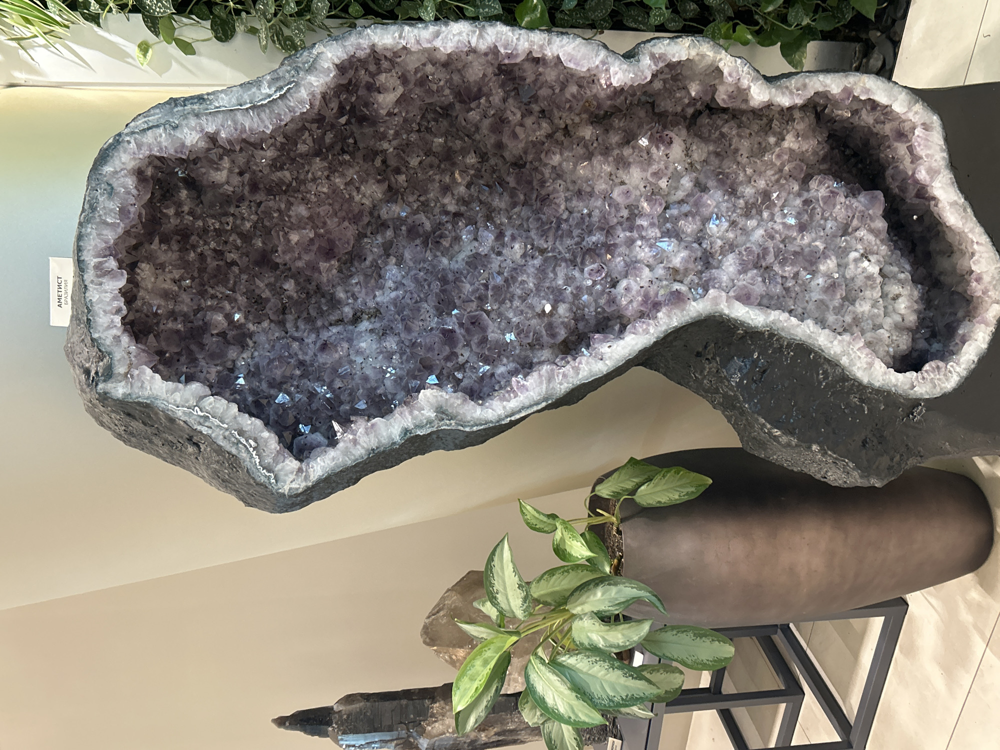 This media file features a large, rough, dark grey geode filled with sparkling purple amethyst crystals. The geode is the primary subject, taking up a significant portion of the frame. It is positioned at an angle, with the opening facing upwards and towards the viewer. The crystals inside vary in size and intensity of purple, some reflecting light with a bluish hue. A small white label is attached to the exterior of the geode, with text that appears to be in Russian and possibly English, reading "АМЕТИСТ" and "BRAZILIA" or "БРАЗИЛИЯ".
In the foreground, a large, dark, elongated planter sits on a black metal stand. A plant with variegated green and white leaves grows out of the planter. The plant's leaves are large and have a slightly glossy texture. To the left of the planter, and partially obscured, are several dark, irregularly shaped mineral specimens, one appearing to be a smoky quartz point.
The background is softly lit and appears to be an indoor setting. To the upper left, glimpses of lush green foliage can be seen, suggesting the presence of other plants or a decorative display. The overall impression is one of a well-lit space, possibly a showroom, shop, or a decorative corner in a home, displaying natural mineral specimens and plants. There are no people or animals visible in the frame. The lighting appears to be artificial and diffused, creating subtle highlights on the crystals. The orientation of the image is landscape.