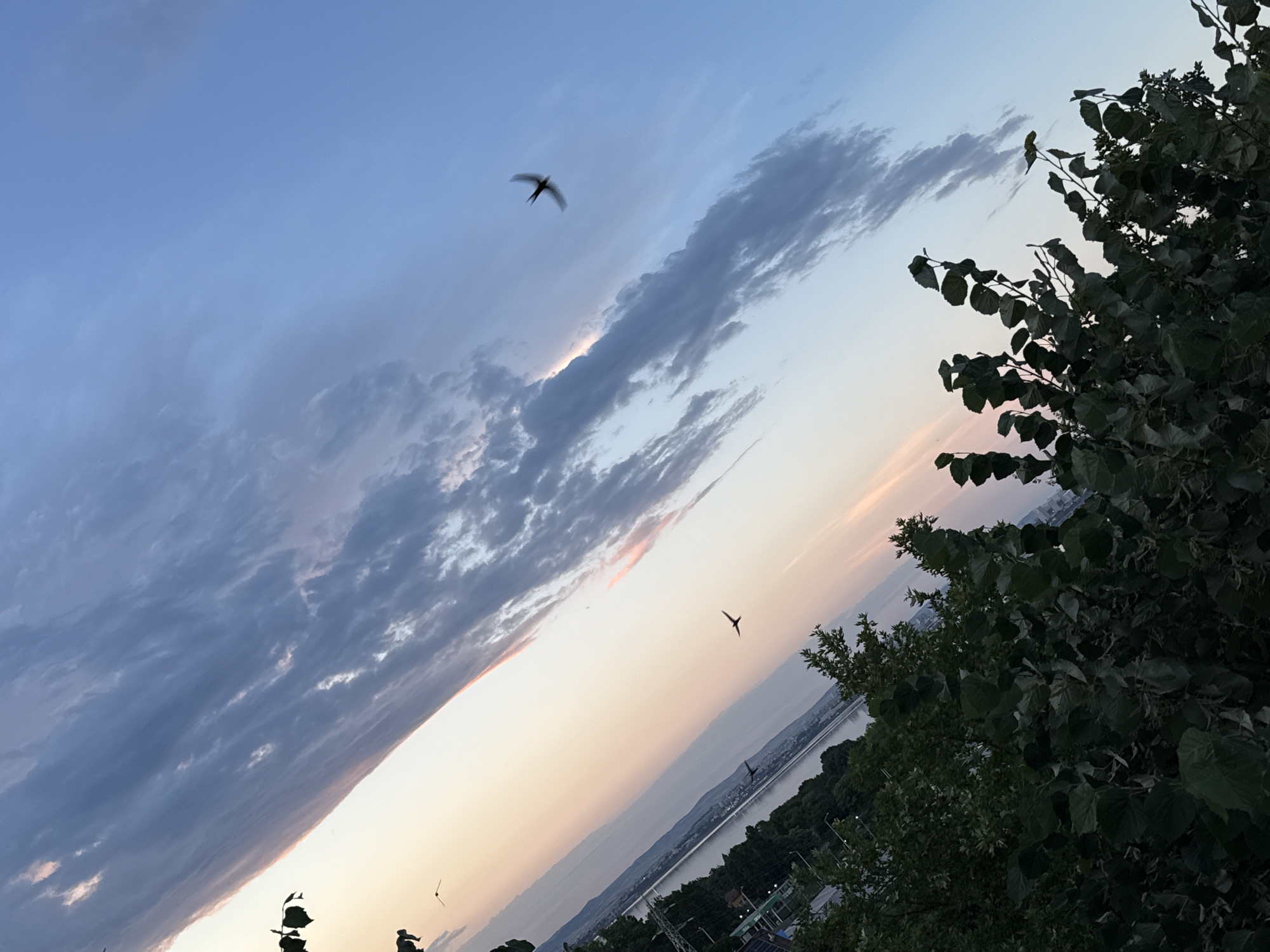The image depicts a sunset over the city of Burgas, Bulgaria. The sky is a gradient of blue and pink, with scattered clouds. In the foreground, there is lush green foliage, and in the background, there is a body of water, likely Burgas Bay, with the city skyline visible in the distance. There are several birds in flight, silhouetted against the sky. One bird in particular, a swift, is captured in motion, its wings spread wide. The image is oriented at a tilt, adding a dynamic quality to the scene. The overall impression is one of tranquility and natural beauty.