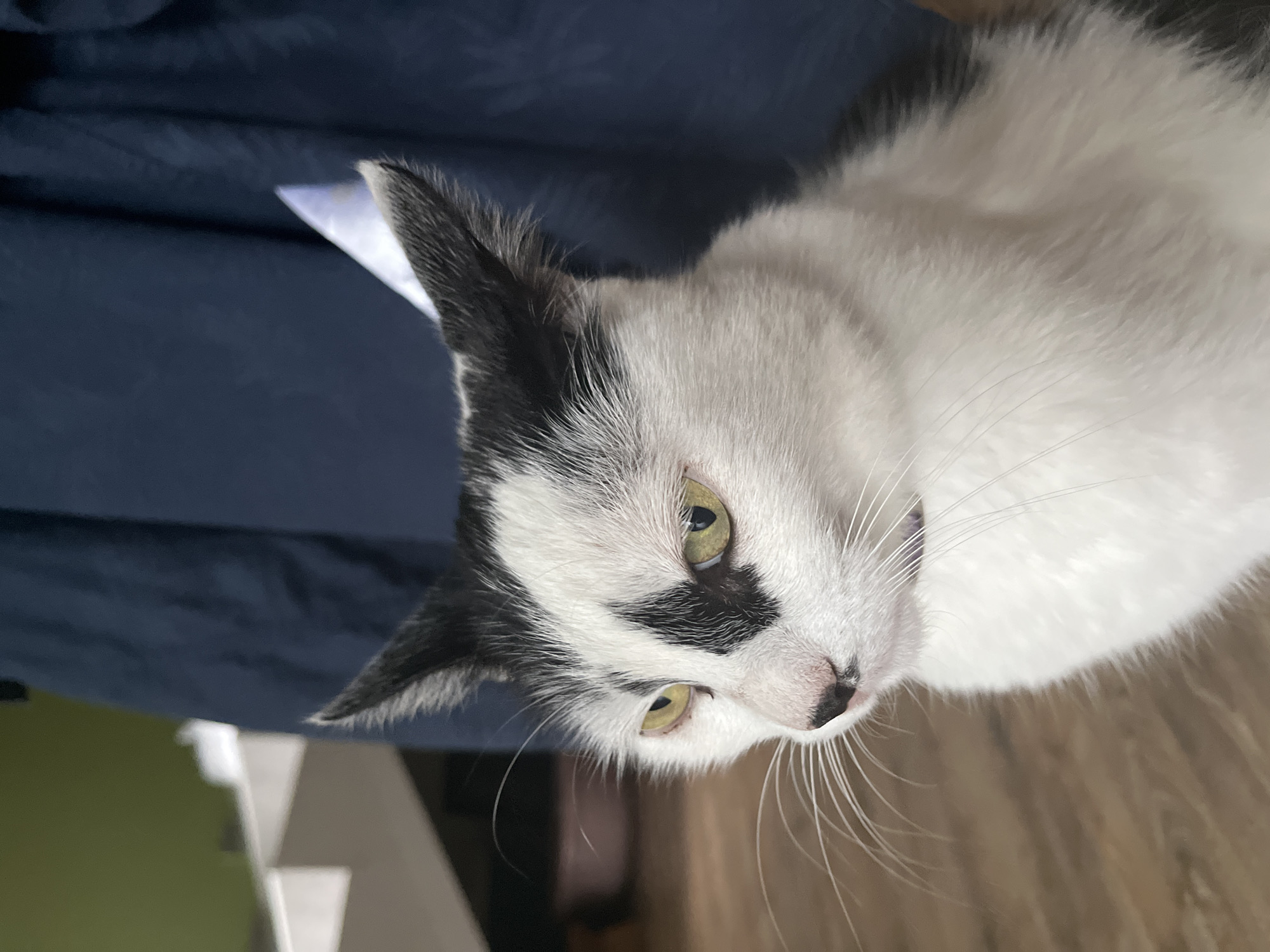 A close-up, side-profile shot shows a black and white cat with bright green eyes. The cat has black markings on its face, including a patch over its right eye and a distinct "V" shape on its forehead. Its whiskers are long and white, fanned out from its nose. The cat is sitting in front of a dark blue, textured fabric, possibly a curtain or blanket. In the background, a light-colored shelf or furniture piece is visible with a hint of a green wall behind it. The floor appears to be wooden. There is no specific indication of the city of Ureki, Georgia in the image itself; this information is provided externally.