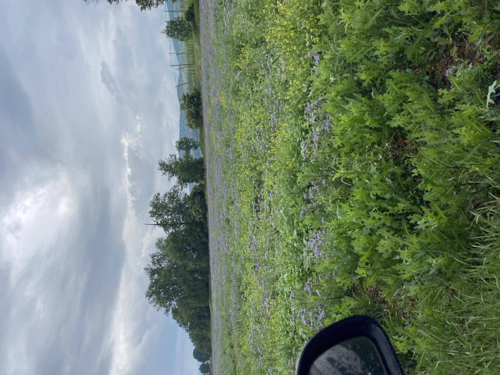 The image shows a field of blooming purple flowers, likely phacelia, with some yellow flowers mixed in. The field is bordered by a line of trees in the background and what appears to be a fence. In the foreground, the side mirror of a car is visible, suggesting the photo was taken from a vehicle. The sky is overcast with heavy gray clouds. The setting is a rural landscape, consistent with the outskirts of Okna, Czechia. There are no people visible in the image.