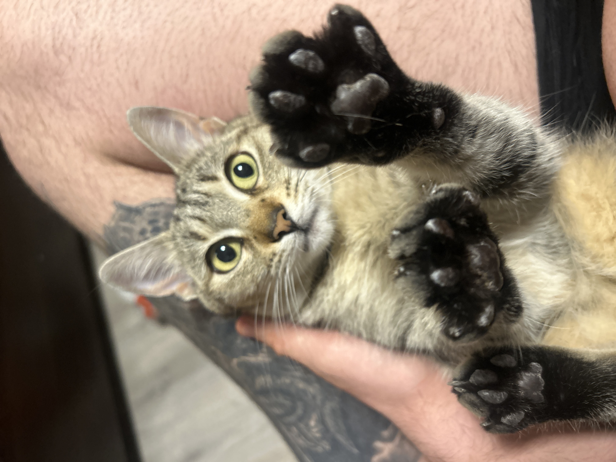 A tan and brown tabby cat with yellow eyes is held in a person's arms. The cat is on its back, paws up, with black paw pads visible. The person holding the cat has pale skin and tattoos on their arm. The background is blurry, showing parts of a door and wall. This image does not give us any information about Burgas, Bulgaria.