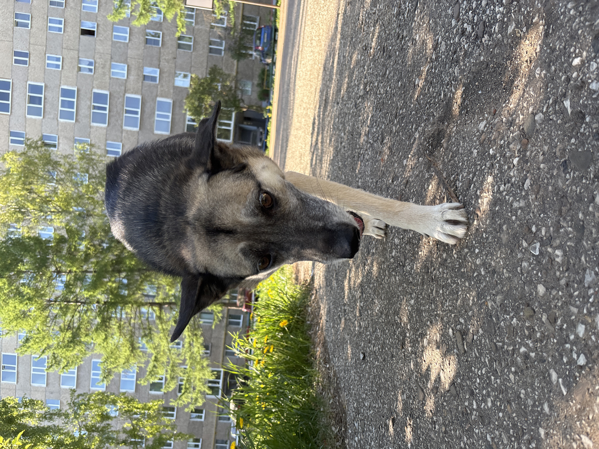 The image shows a dog standing on a paved surface, likely a sidewalk or road, in Izhevsk, Russia. The dog is primarily gray and black, with a tan or white leg visible. Behind the dog, there is a grassy area with some yellow flowers. In the background, there is a large, multi-story building with a uniform pattern of windows. The building's architecture is typical of Soviet-era construction. The lighting suggests it is daytime, with shadows cast on the pavement. The scene is urban, indicating a residential area within the city. There are no people visible in the frame.