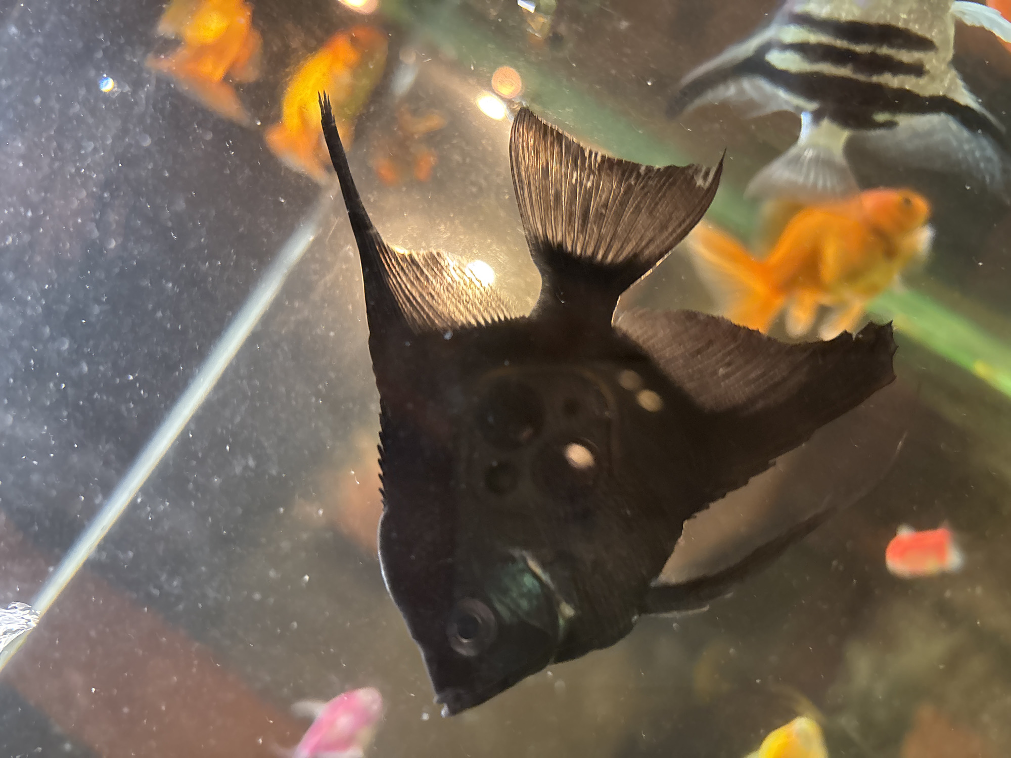 A black angelfish with circular white markings swims in an aquarium, surrounded by other fish including goldfish and a striped angelfish. The aquarium contains some visible particles in the water and is illuminated by artificial light, creating reflections on the glass. The image does not provide any information or context related to Birobidzhan, Russia.