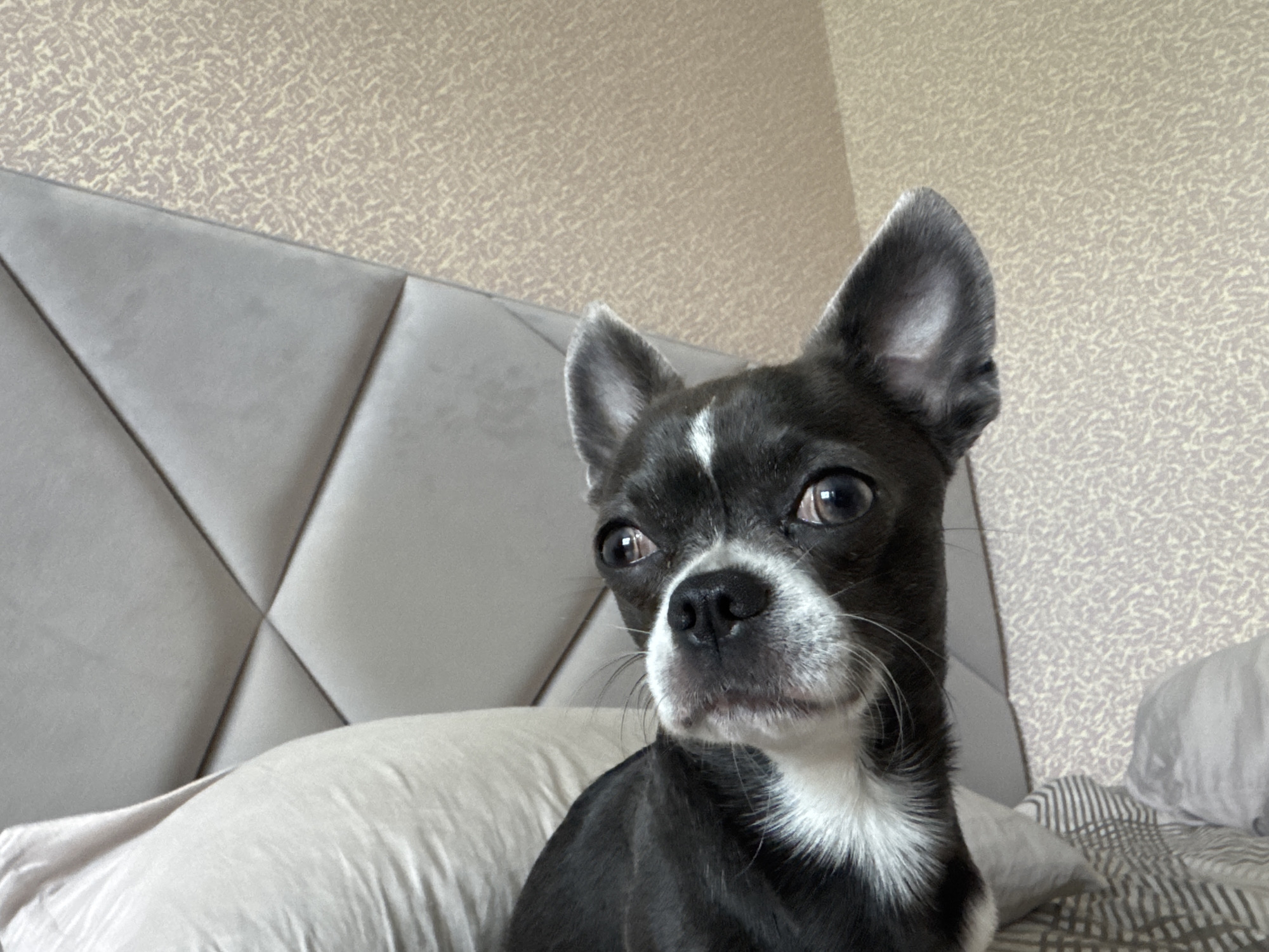 A black and white dog with upright ears and white markings on its chest and forehead is looking towards the camera from a bed. The dog is positioned in the foreground, with a light-colored pillow and a headboard of a bed visible behind it. The background features textured wallpaper. The scene appears to be an indoor setting, possibly a bedroom, located in Новинки, Russia.
