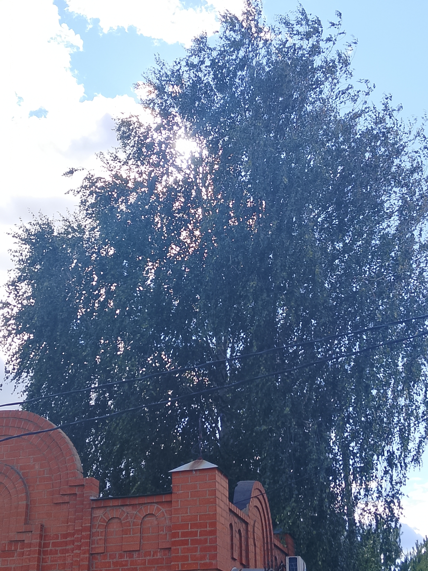 This is a low-angle, full-shot photograph of a large, leafy tree with the sun shining through its branches, casting dappled light. The sky is blue with scattered white clouds. In the foreground, a red brick wall with arched decorative elements runs across the bottom of the frame. Some dark wires, possibly power lines, are visible in front of the tree. The scene is set in the village of Арефино, Russia.
