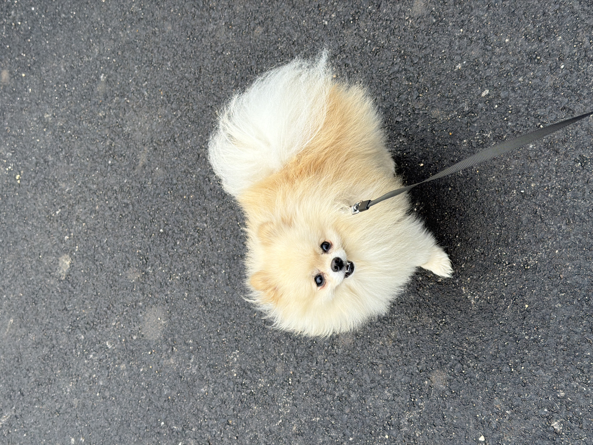 The image shows a tan and white Pomeranian dog on a gray asphalt surface, possibly a road or sidewalk. The dog is on a black leash and is looking up at the camera. The location is not discernible from the image.
