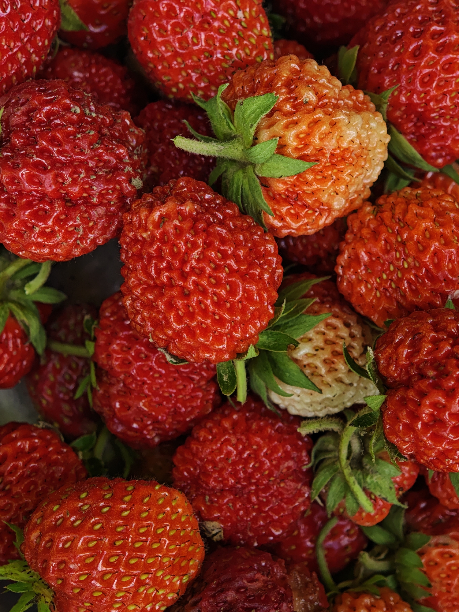 A close-up, overhead view of a pile of ripe and unripe strawberries. The strawberries vary in color from deep red to a pale orange and white, with some showing green stems and leaves. The texture of the strawberries is rough, with visible seeds on their surfaces. The lighting is even, highlighting the details of the fruit. No people or actions are depicted. The scene is an outdoor setting, likely a market or garden, with no specific location in Parkhomivka, Ukraine identifiable from the image itself.