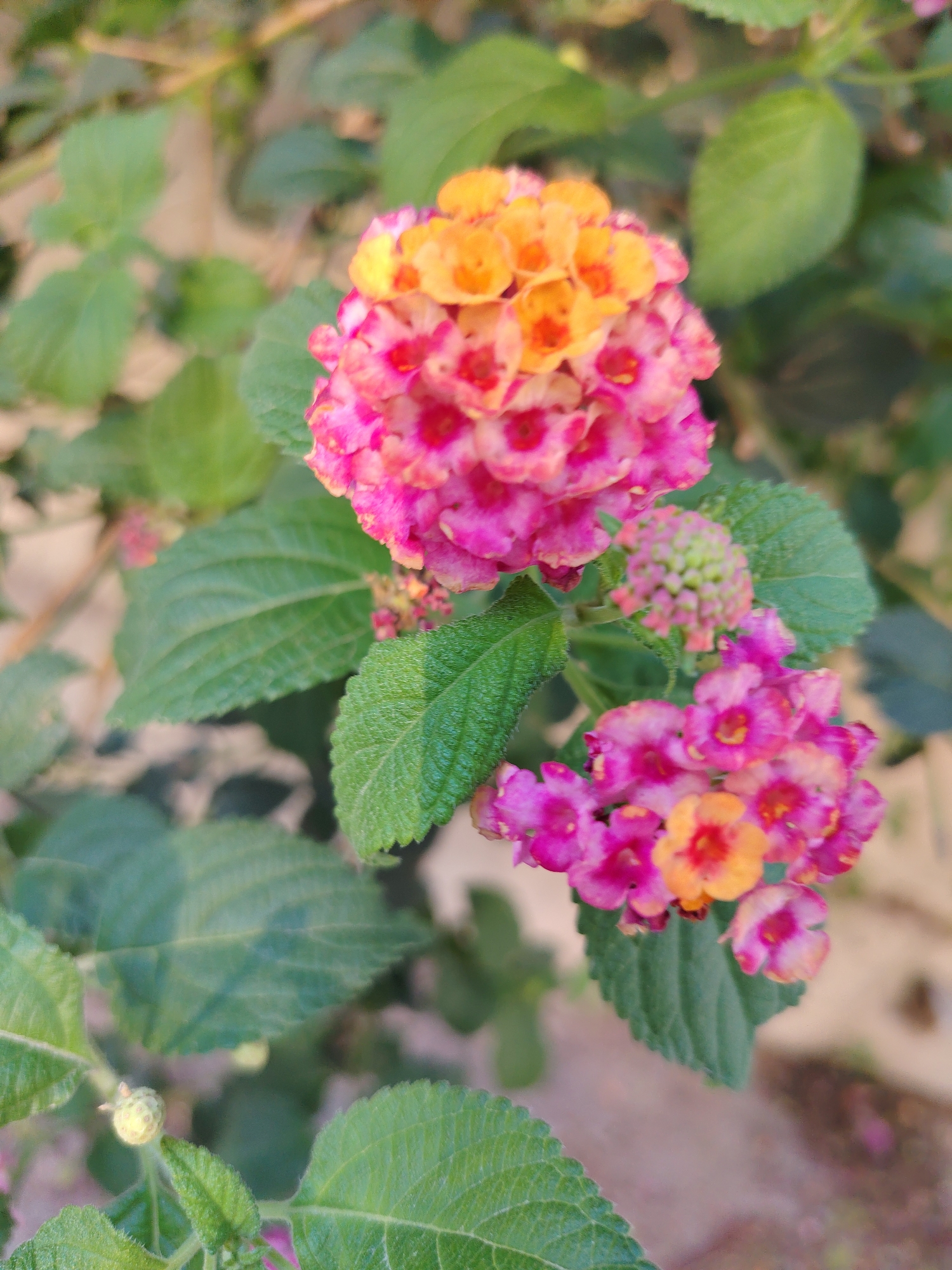 The image features two clusters of lantana flowers, with one cluster in the foreground and the other slightly behind and to the right. The flowers are a vibrant mix of pink and orange hues. The foreground cluster is larger and more prominent, showcasing a gradient of colors from deep pink at the edges to a warm orange at the center. The cluster behind it is smaller and appears to be in an earlier stage of blooming, with more pink and yellow tones. Both clusters are surrounded by lush green leaves, some of which have a slightly textured surface. A small, unopened bud is visible to the left of the foreground cluster. The background is softly blurred, suggesting an outdoor setting with muted earthy tones, possibly indicating a garden or natural environment. The lighting suggests it could be daytime, with soft light illuminating the flowers. The image captures the natural beauty of the flowers and their foliage. There is no visible text in the image.