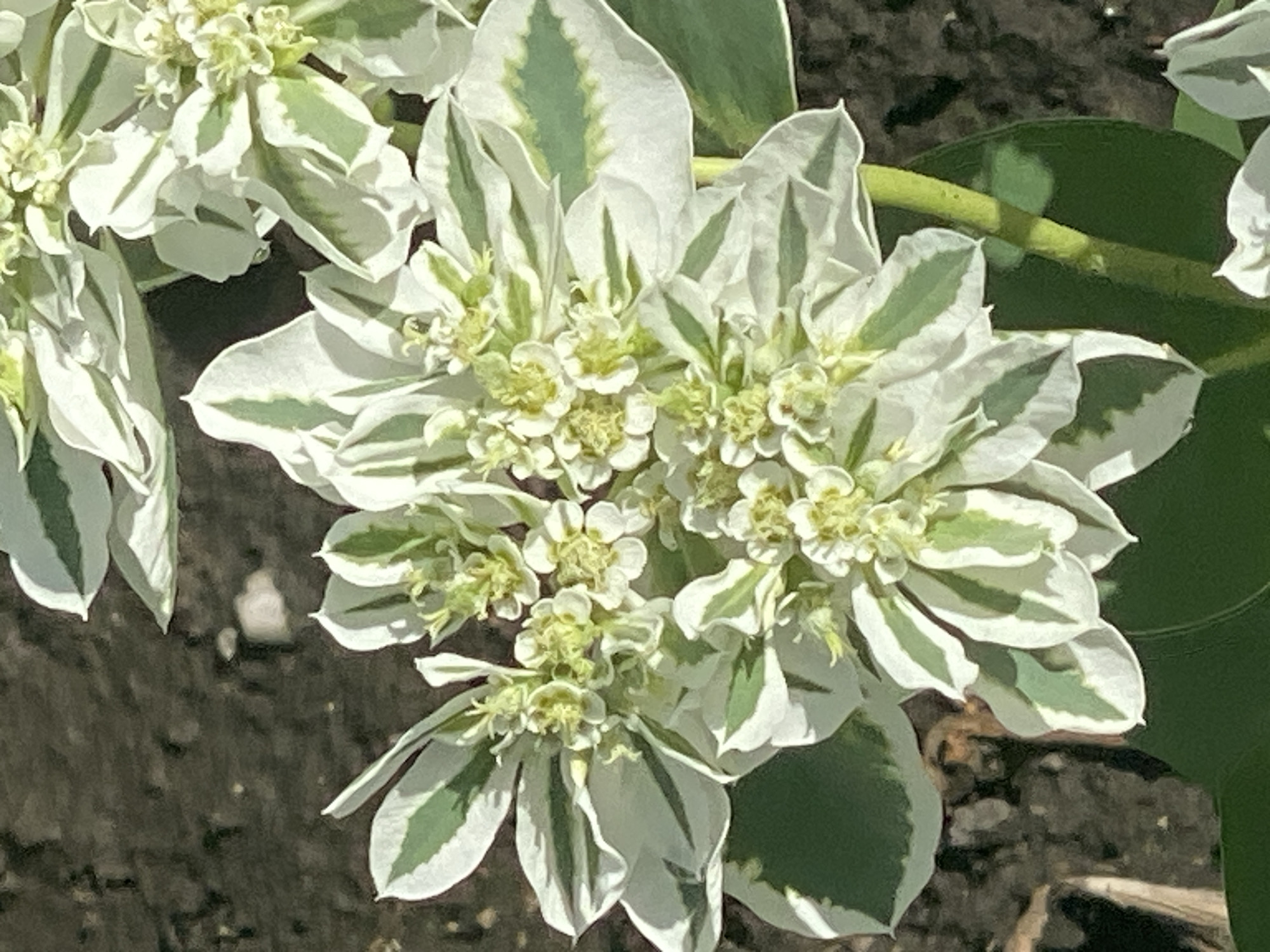 The image displays a close-up view of a plant with white and green variegated leaves and small, clustered white flowers. The background is dark and appears to be soil or a rough surface. The lighting suggests it is daytime. There are no people or discernible actions taking place. The plant appears to be healthy and in bloom. There is no information within the image to indicate the specific location in Novokuznetsk, Russia.