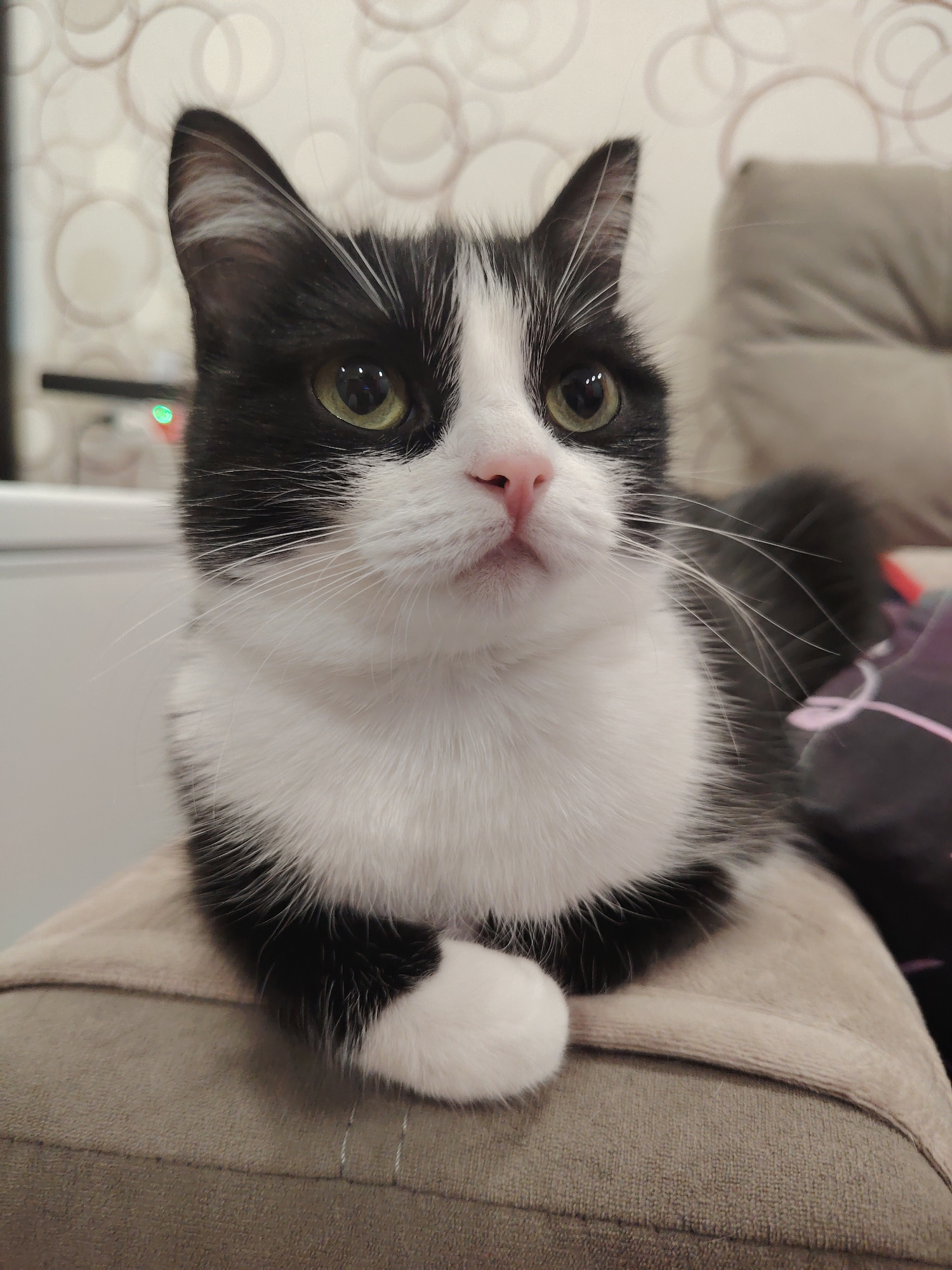 A tuxedo cat with black and white fur, green eyes, and a pink nose is depicted sitting on a light brown or beige textured upholstered surface, possibly a cushion or sofa armrest. Its front paws are tucked neatly under its body. The cat faces slightly to the right, looking directly at the viewer. The background features a light-colored wall adorned with a faint pattern of overlapping circles. To the left, a blurred green light and indistinct dark shapes are visible. To the right, a blurred light grey cushion and a darker object with subtle pink patterns are partially seen. The scene is illuminated by ambient light. This occurs in the city of Unknown, Unknown.