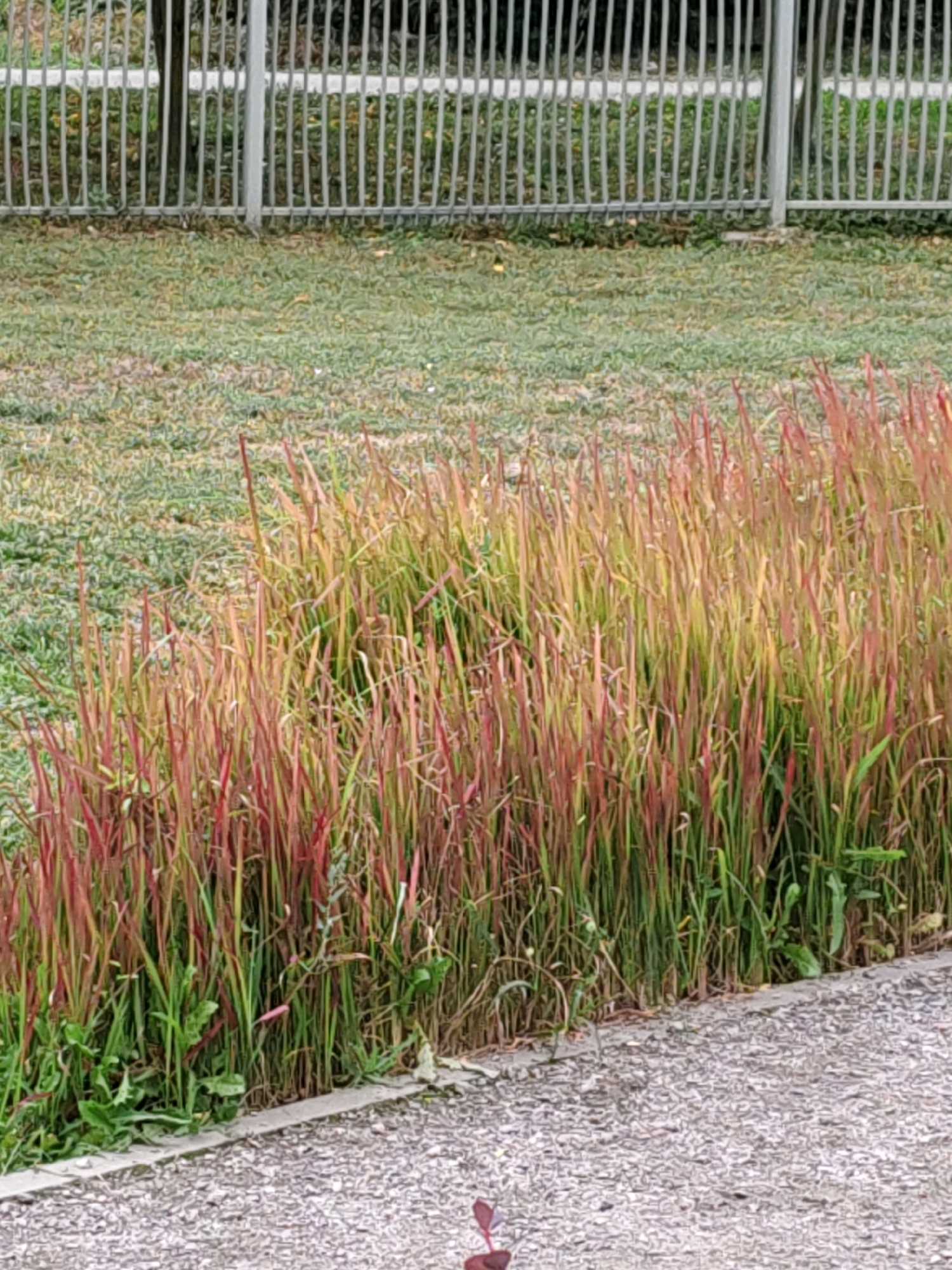The image shows a close-up of a dense patch of tall ornamental grass with reddish-pink and green blades, bordering a gravel path. Behind the grass is a lawn with patchy, dry-looking grass. Further back, a light-colored metal fence with vertical bars runs horizontally across the frame, with some darker vertical supports visible. The setting appears to be an outdoor area, possibly a park or garden, in Rostov-on-Don, Russia. There are no people or animals visible in the frame.