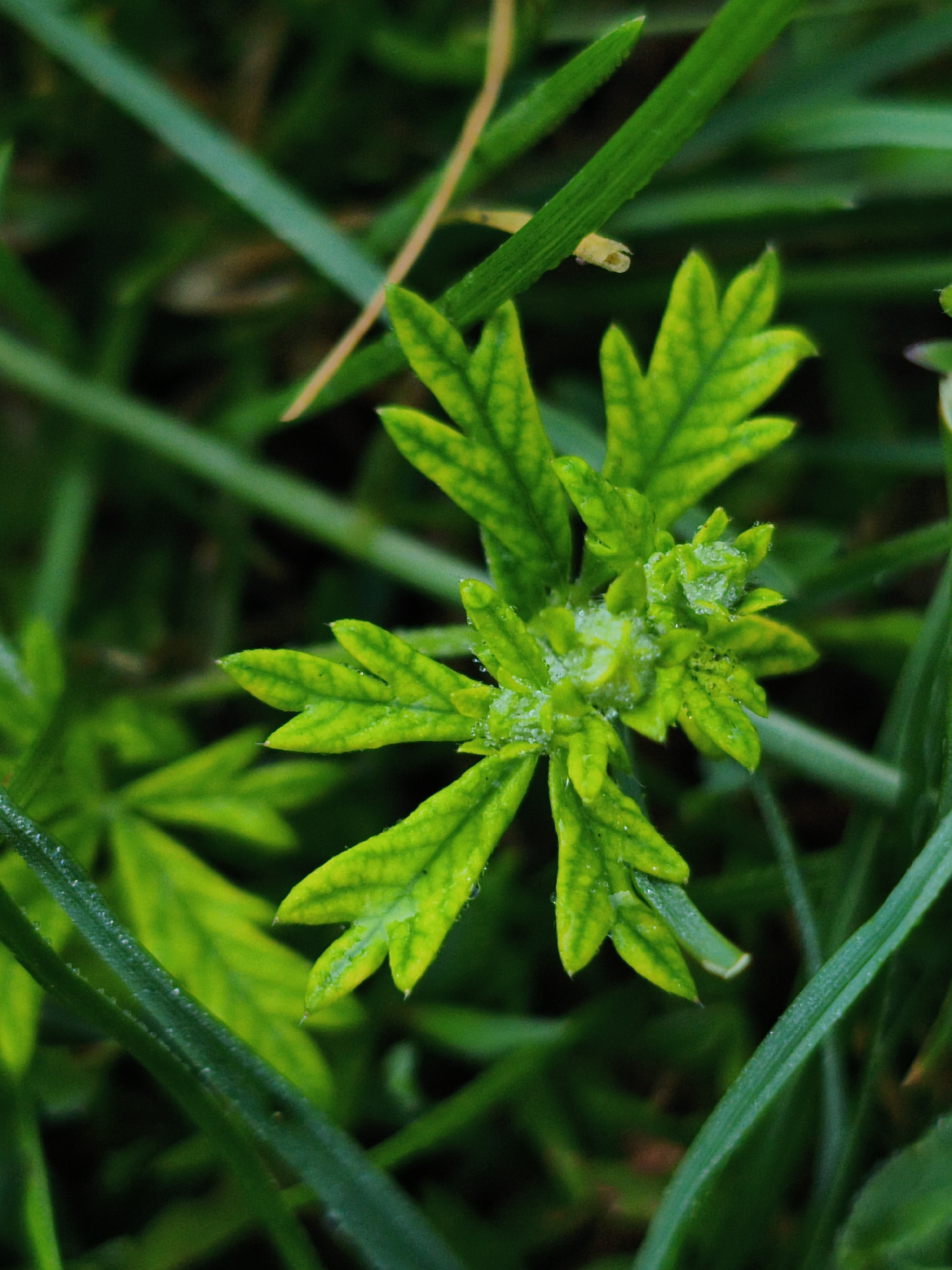 The image depicts a close-up, overhead view of a small, bright green plant with serrated leaves, possibly clover, growing amongst blades of grass. The plant's leaves are vibrant green with some yellowing and appear slightly dewy or coated in a fine, white substance, possibly pollen or small crystals. The background is a blur of dark green grass and some lighter green foliage, creating a shallow depth of field that focuses attention on the central plant. The lighting is soft, suggesting an overcast day or shaded area. The overall impression is of a miniature, detailed natural scene. There is no indication of a city or any urban environment in the image.