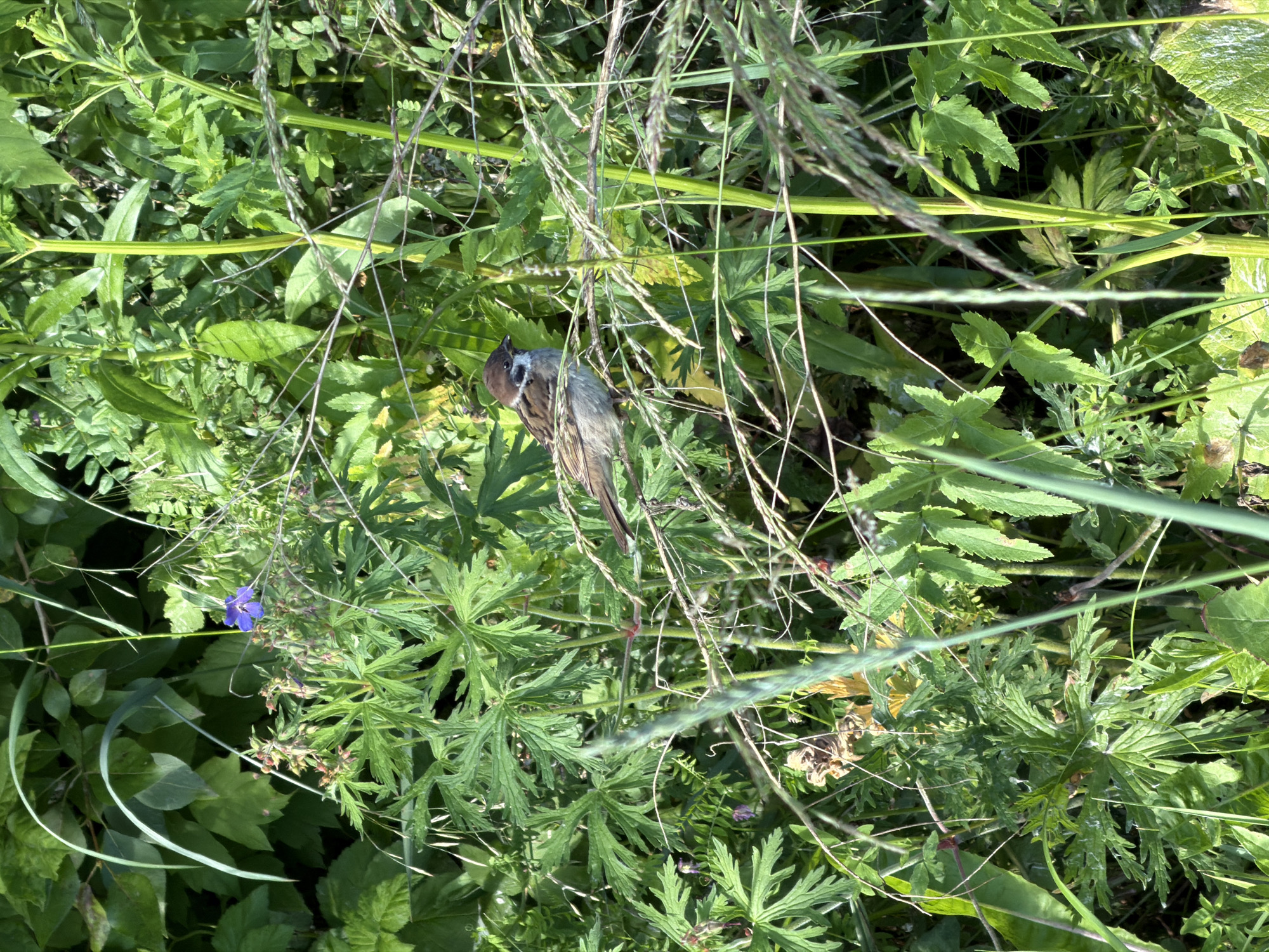 A small bird is perched amongst a dense patch of green foliage. The bird is mostly brown and grey, with some white markings on its head and chest. It appears to be a Eurasian skylark, judging by its size and markings. The bird is facing to the left, with its head tilted down. It is surrounded by various plants, including tall grasses and leafy greens. One small purple flower is visible to the left of the bird. The lighting suggests it is daytime, possibly late morning or early afternoon. The scene appears to be a natural outdoor environment, likely a meadow or field, given the abundance of wild vegetation. There is no text visible in the image. The overall impression is one of nature and wildlife.