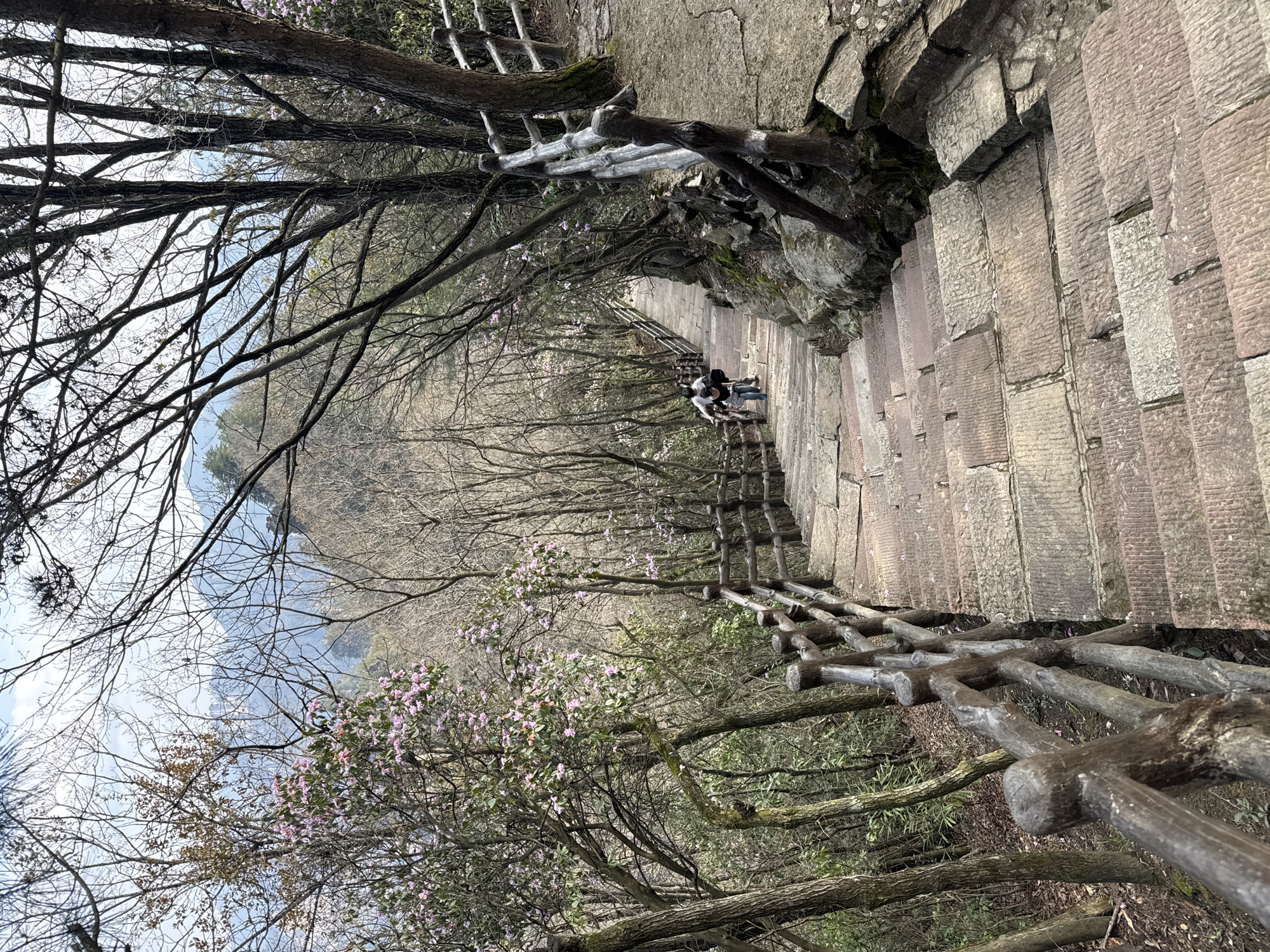 The image depicts a descending stone stairway within a forested mountain path in Wulingyuan, China. The steps are constructed from irregular, reddish-brown and grey stone blocks, exhibiting wear. Rustic wooden handrails, fashioned from gnarled branches and logs, line both sides of the path, paralleling the descent.
On the left, dense vegetation primarily consists of bare-branched deciduous trees, interspersed with some evergreen foliage and trees bearing clusters of small pink blossoms. On the right, the path is bordered by earth, exposed rock, and similar tree growth.
Two individuals are visible further down the stairway, descending towards the lower left of the frame. The lead person, partially obscured, wears dark clothing. Behind them, another individual wears a white long-sleeved shirt and dark trousers. Both are in the process of walking down the steps.
The upper background reveals distant mountain ranges or hills, rendered in muted blue and grey tones, visible through the sparse canopy of leafless trees. The sky above is light blue with scattered white clouds. The overall environment suggests a natural, rugged landscape adapted for pedestrian access.